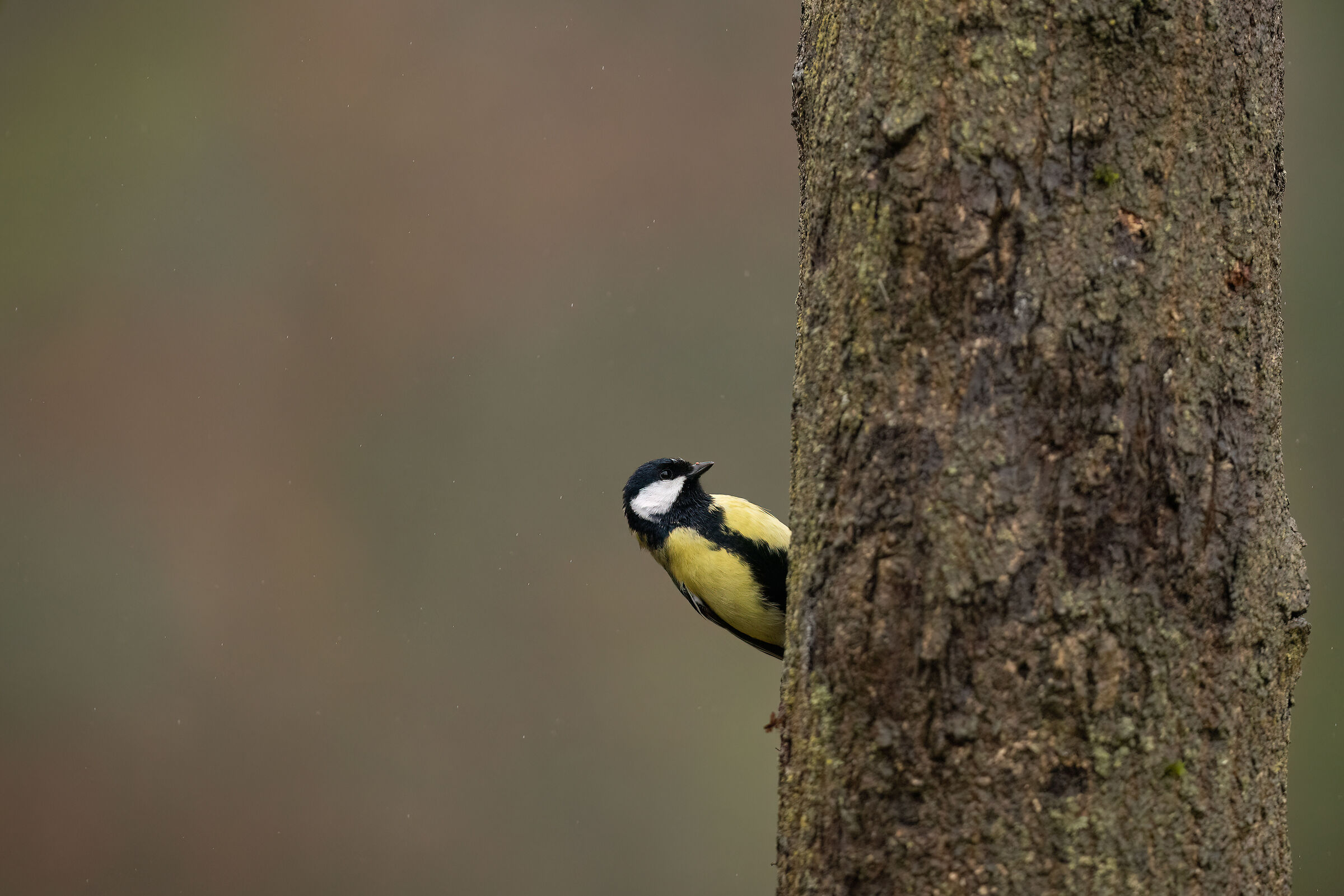 Think you're a Woodpecker