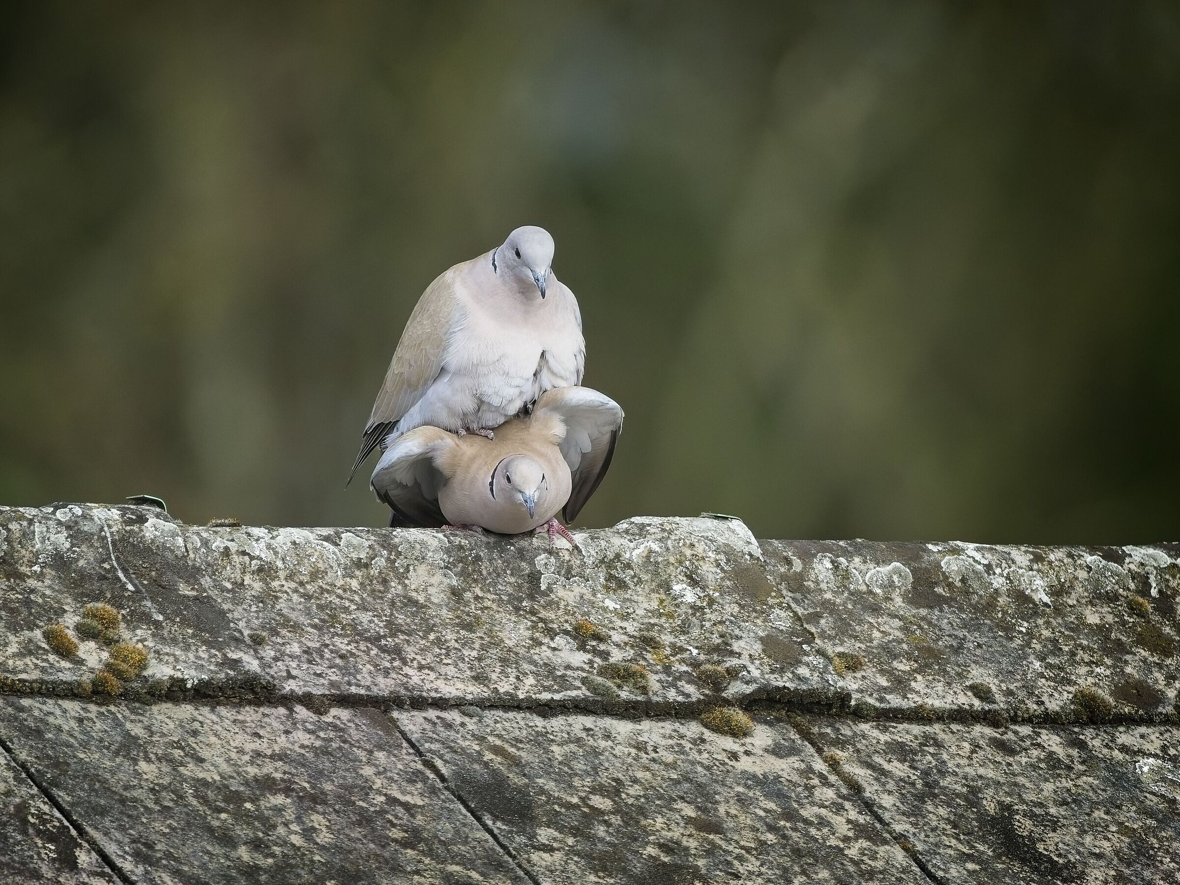 Pigeon love
