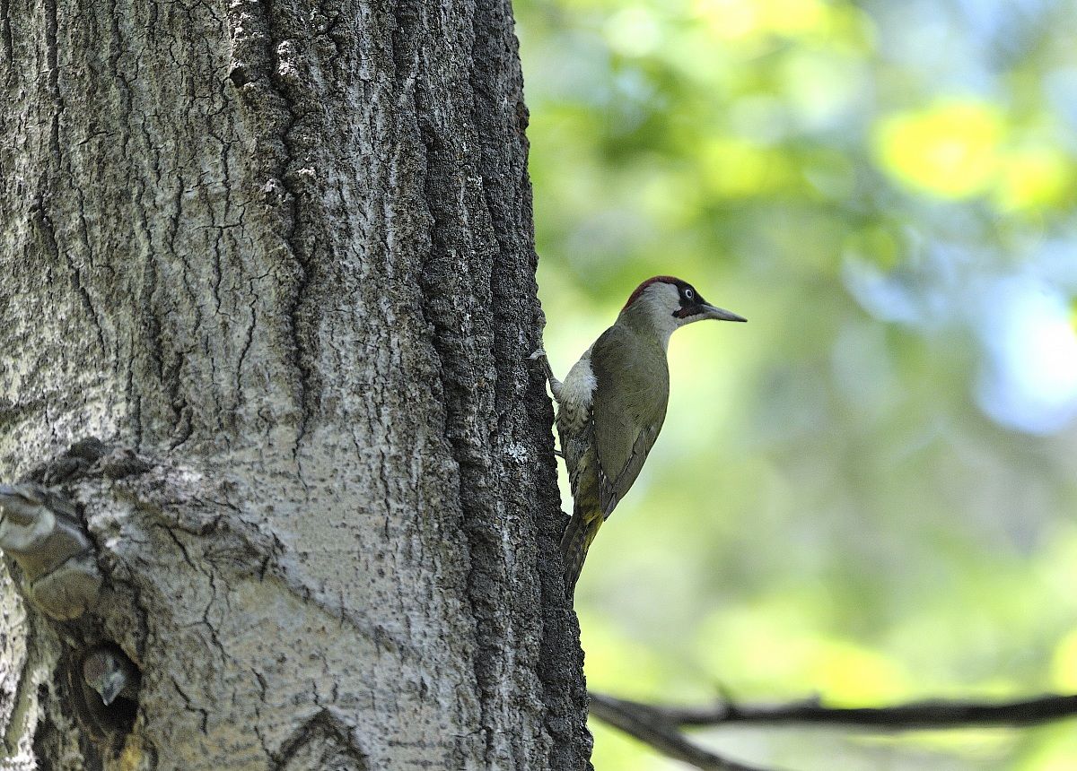 green woodpecker