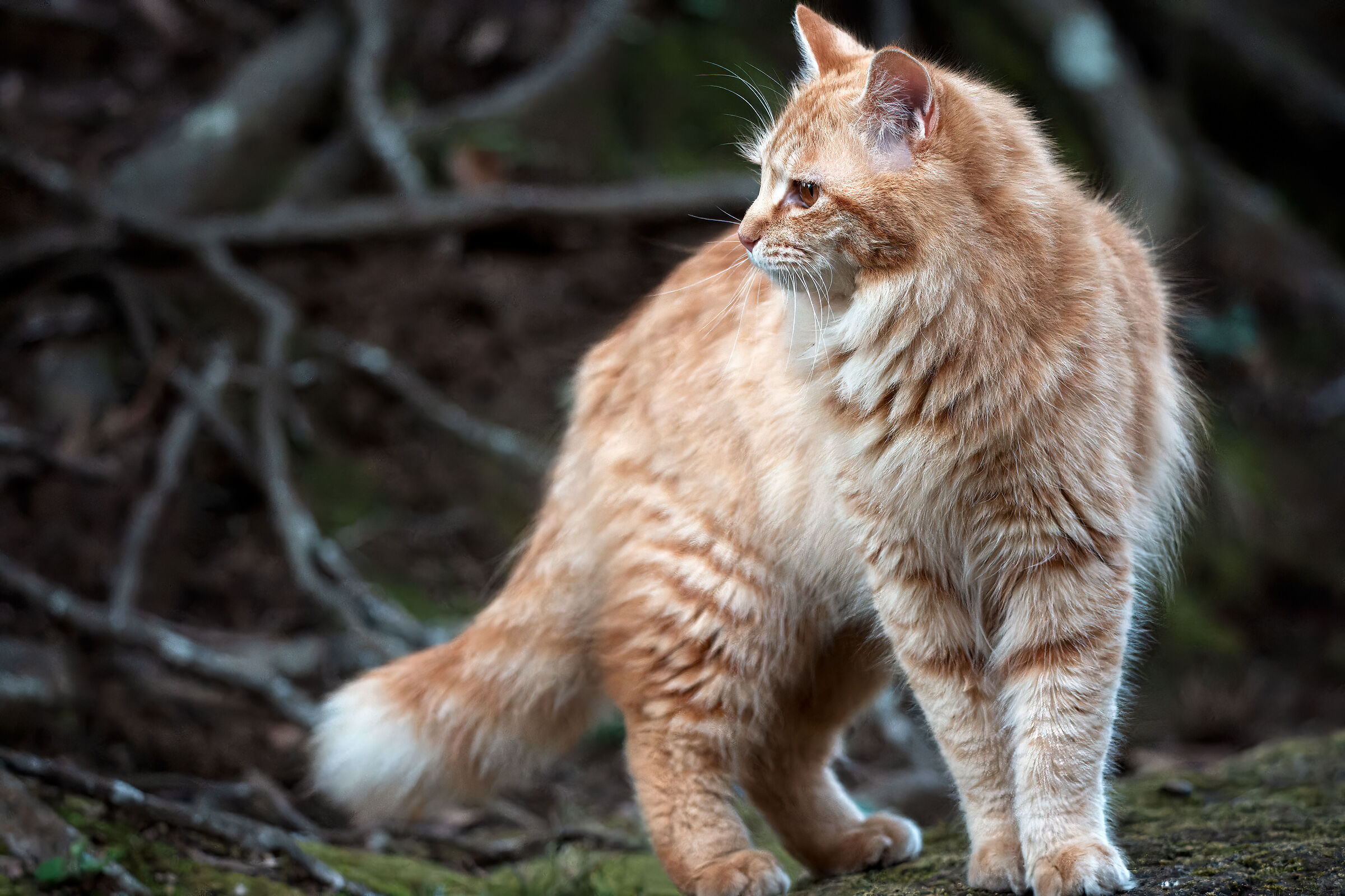 The cat of the Narita temple