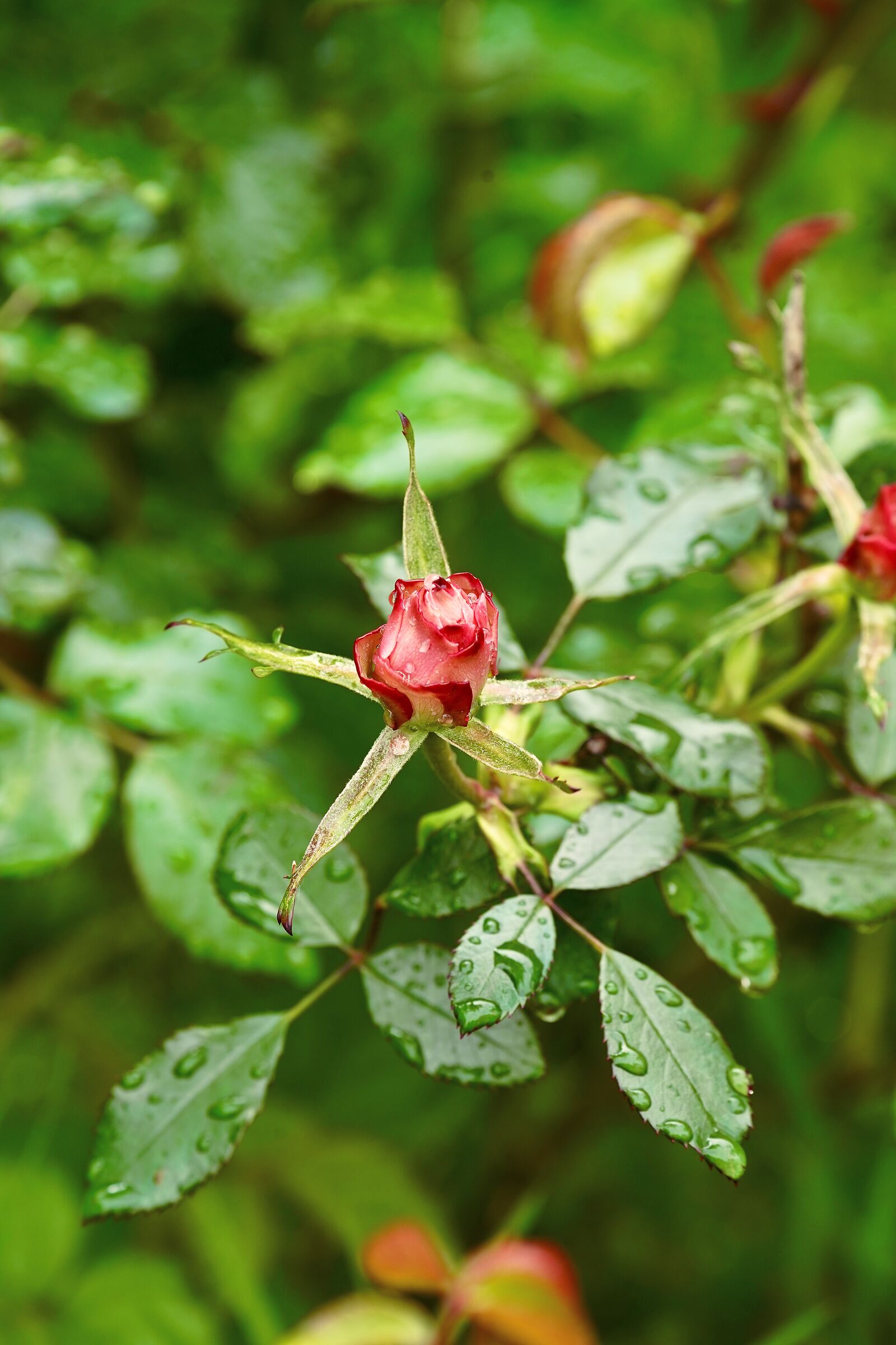 Bocciolo di rosa.