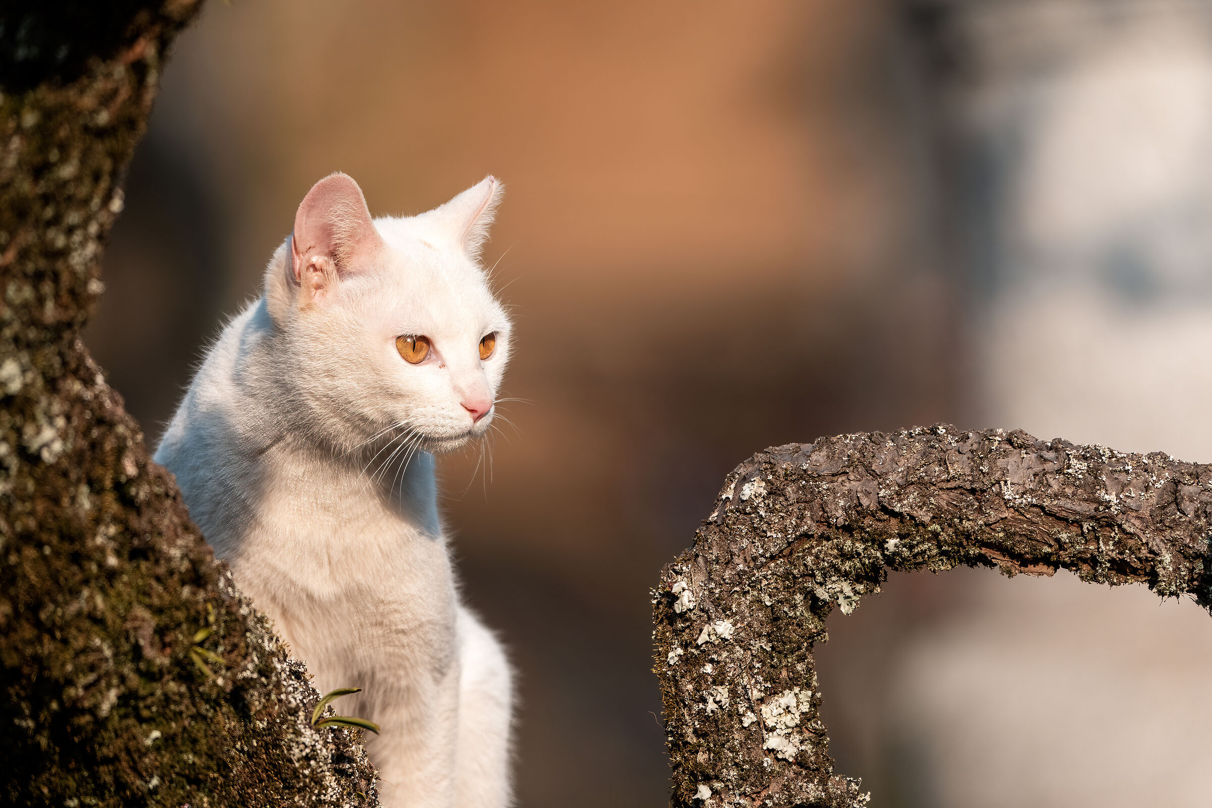 White cat hunting in the tree