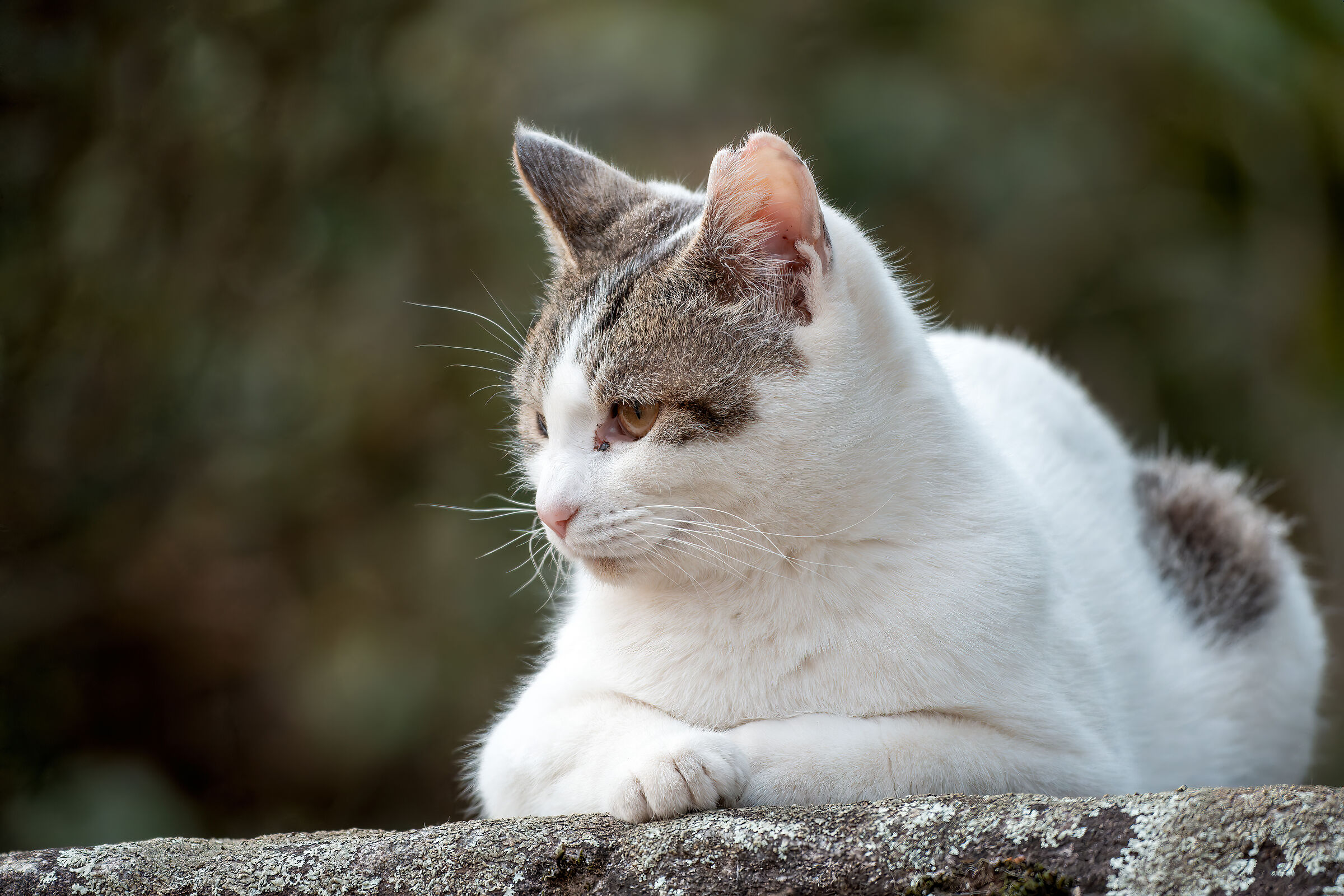 Cat in Naritasan Temple - Japan