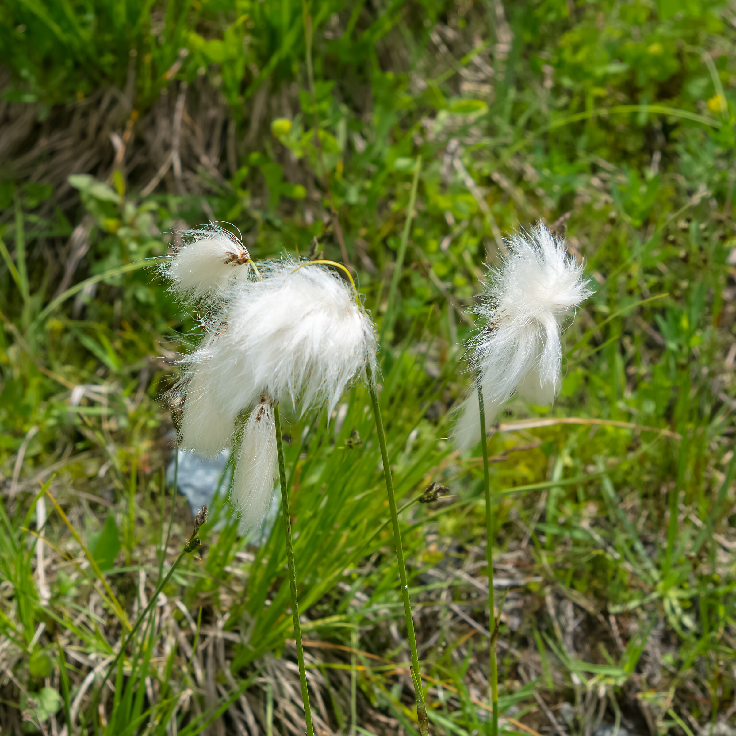 Erioforo a foglie strette
