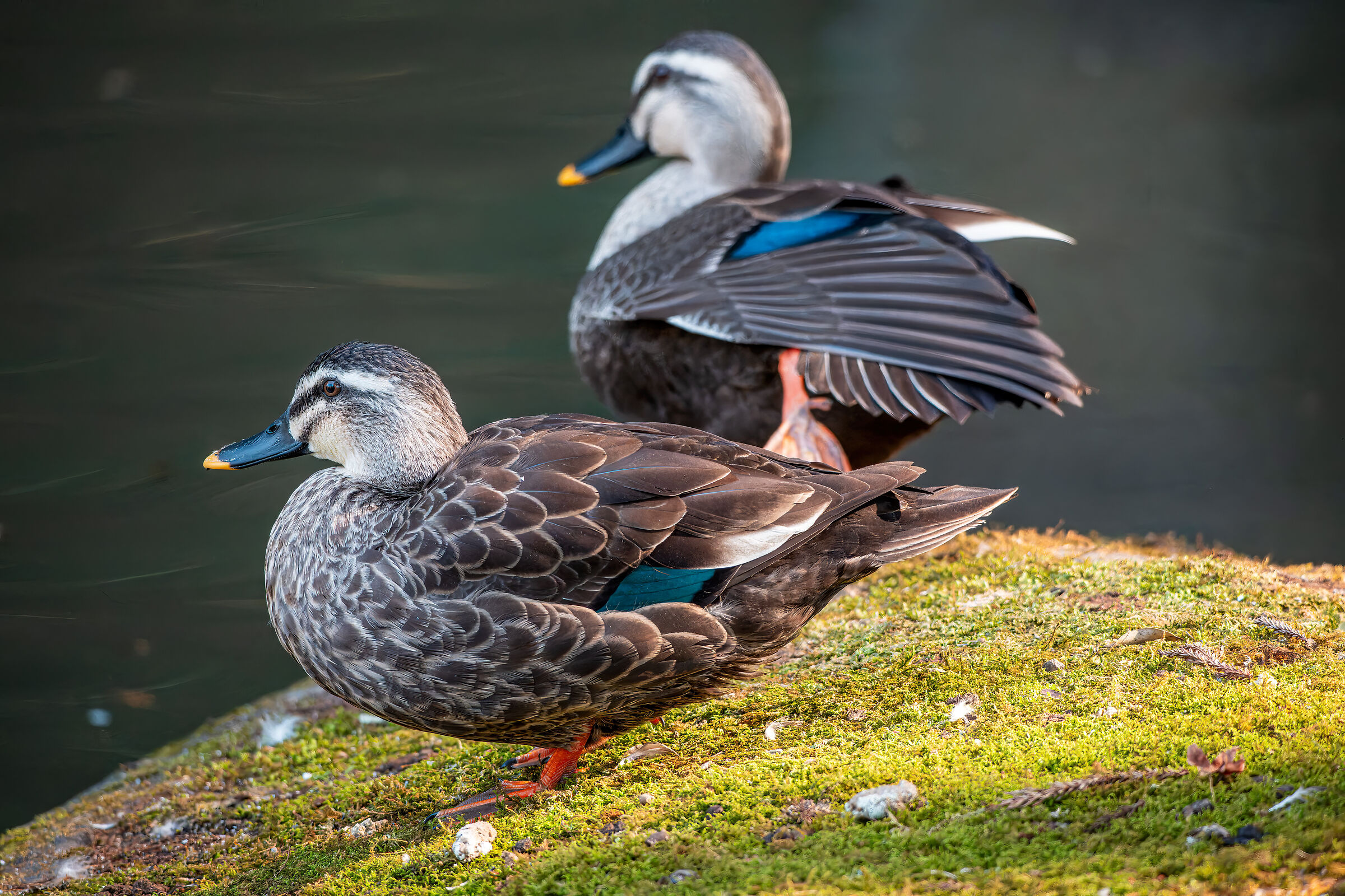 Anas zonorhyncha Eastern Spot-Billed Duck