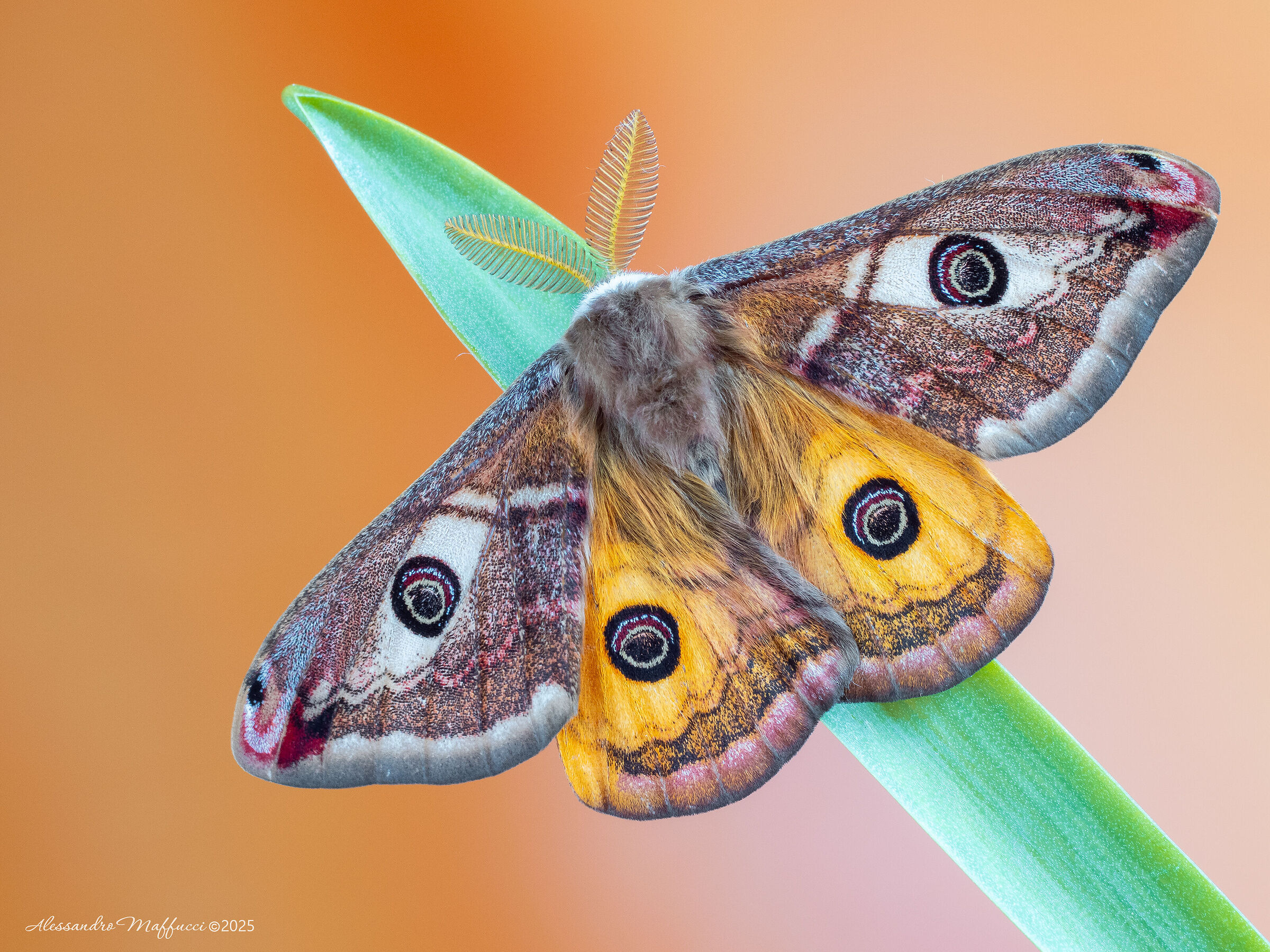 Saturnia pavoniella (male)