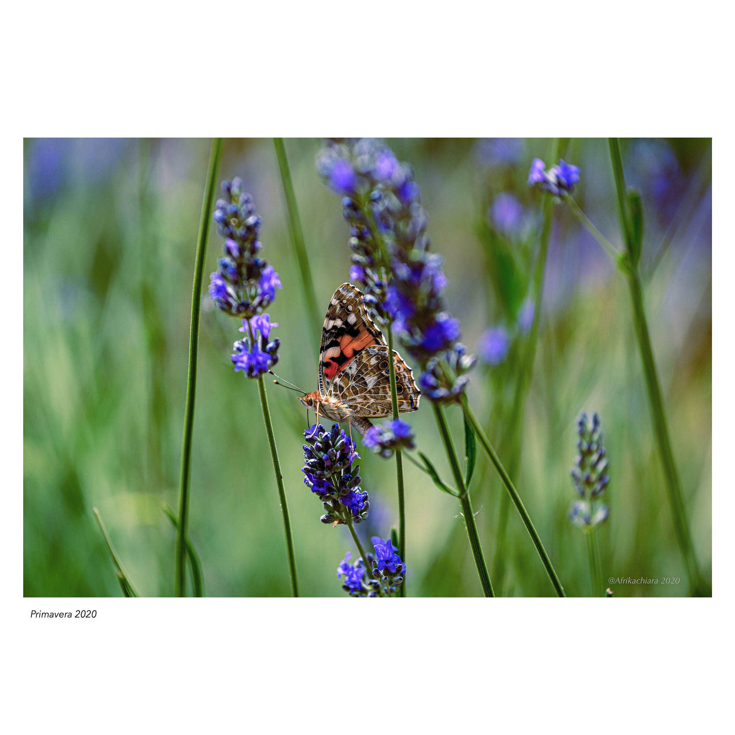 Tra i fiori di lavanda