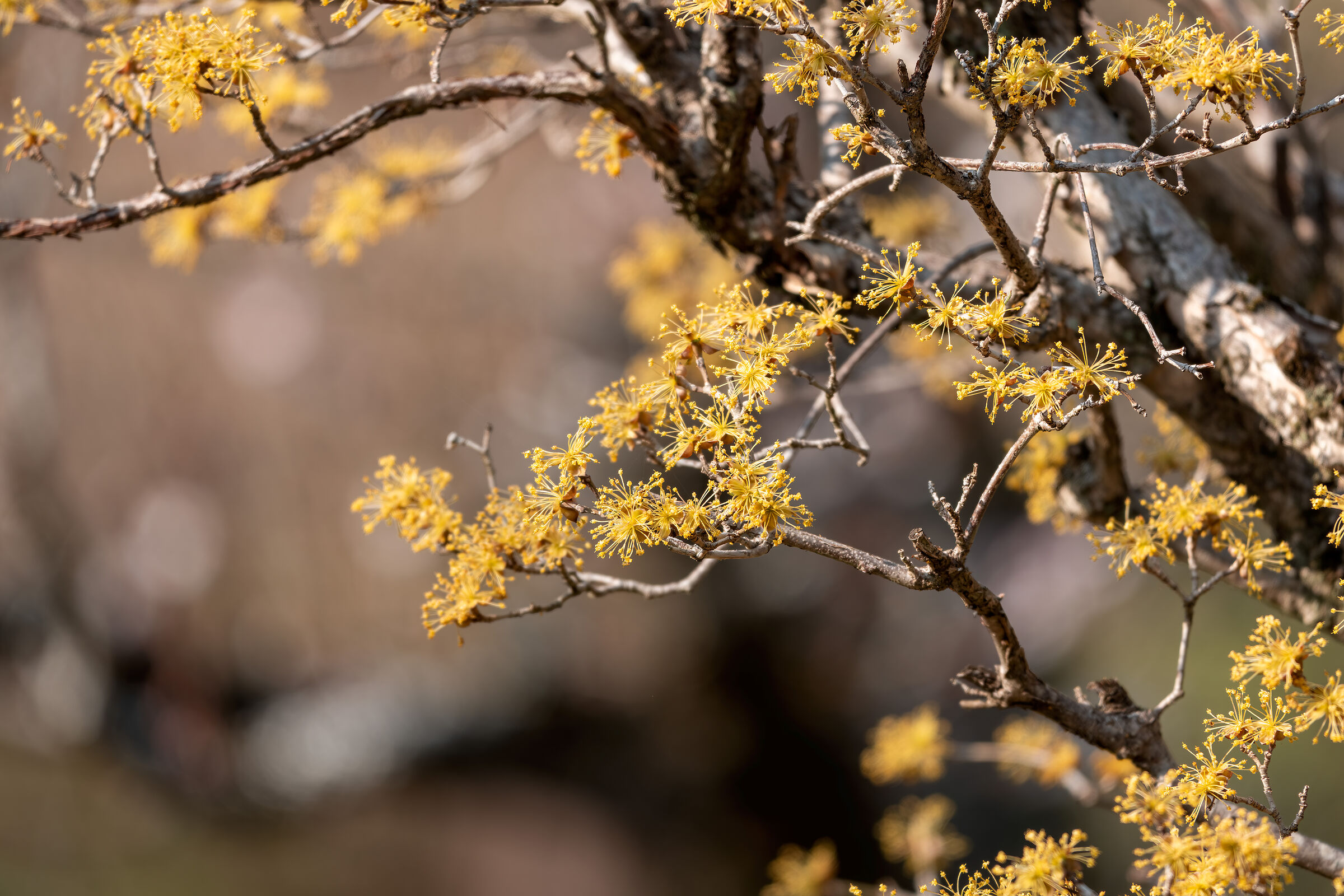 Flowering Tree - Japan