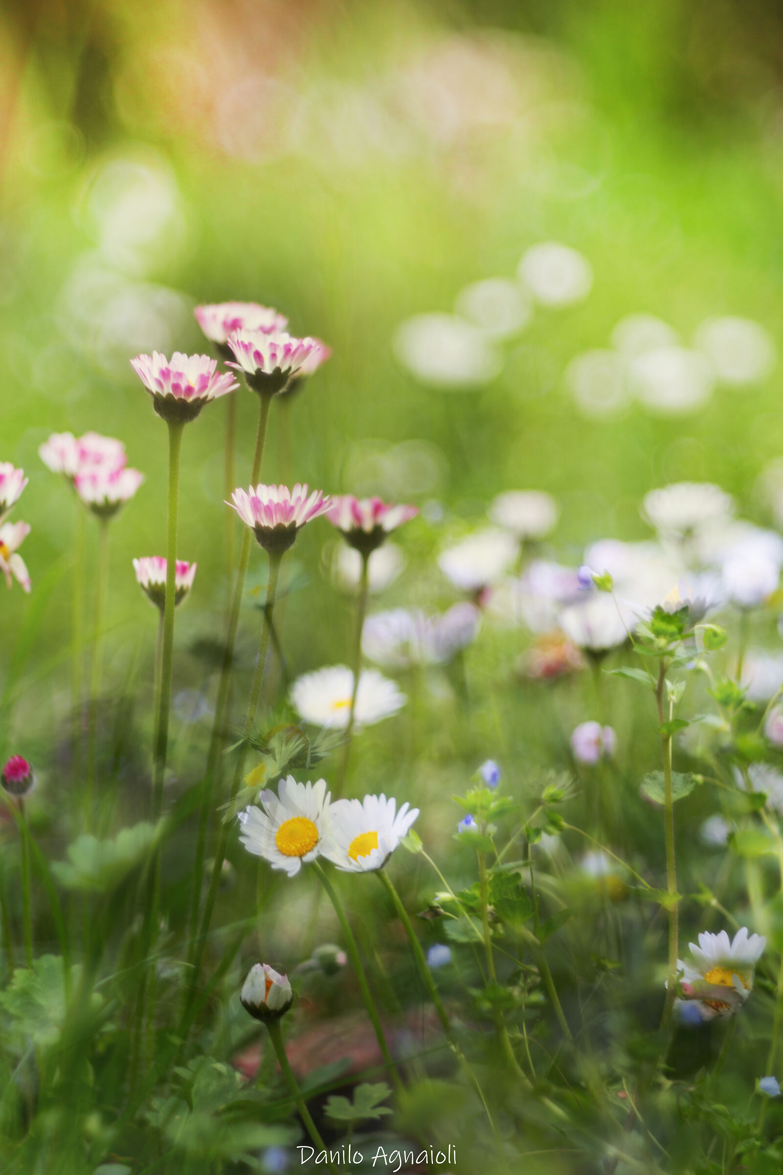Dreamy Spring