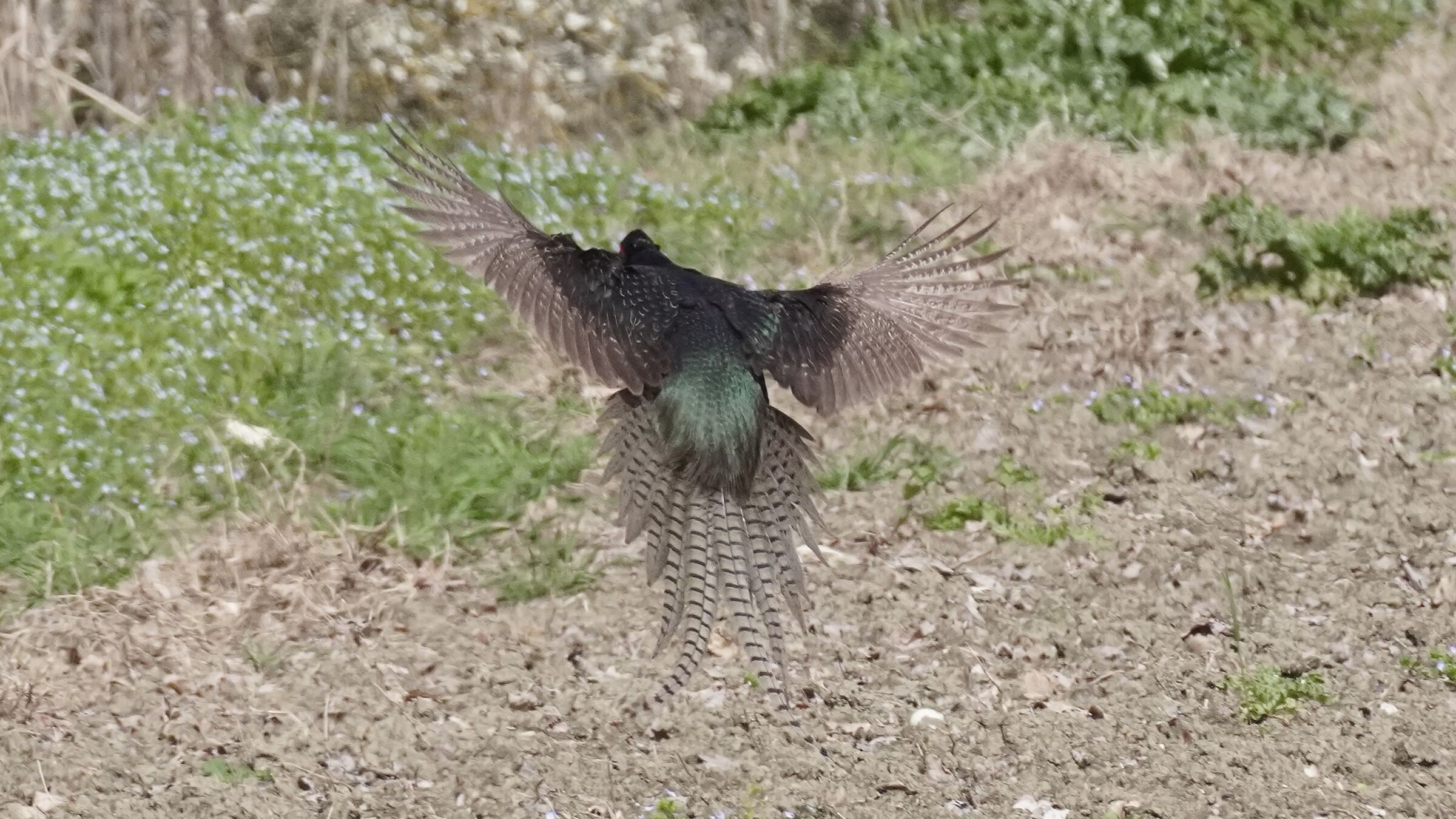 Male Gloomy Pheasant