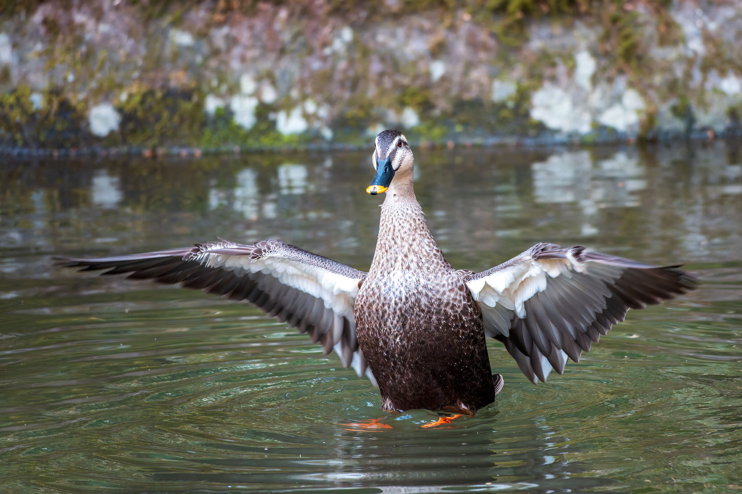 Eastern Spot-Billed Duck