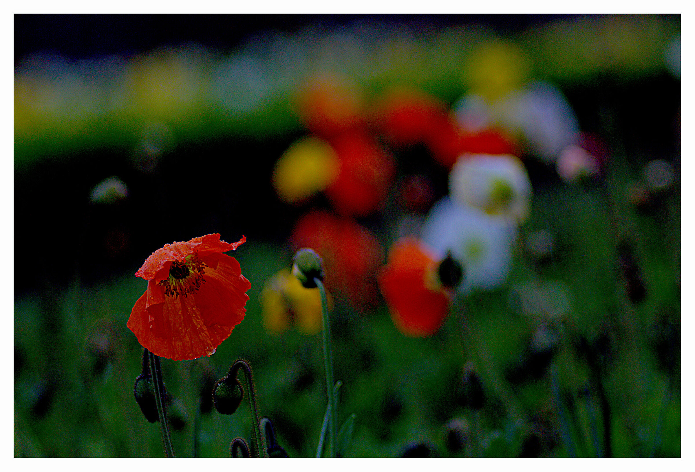 Novoflex 200mm 3.8 test at dawn, in the rain.