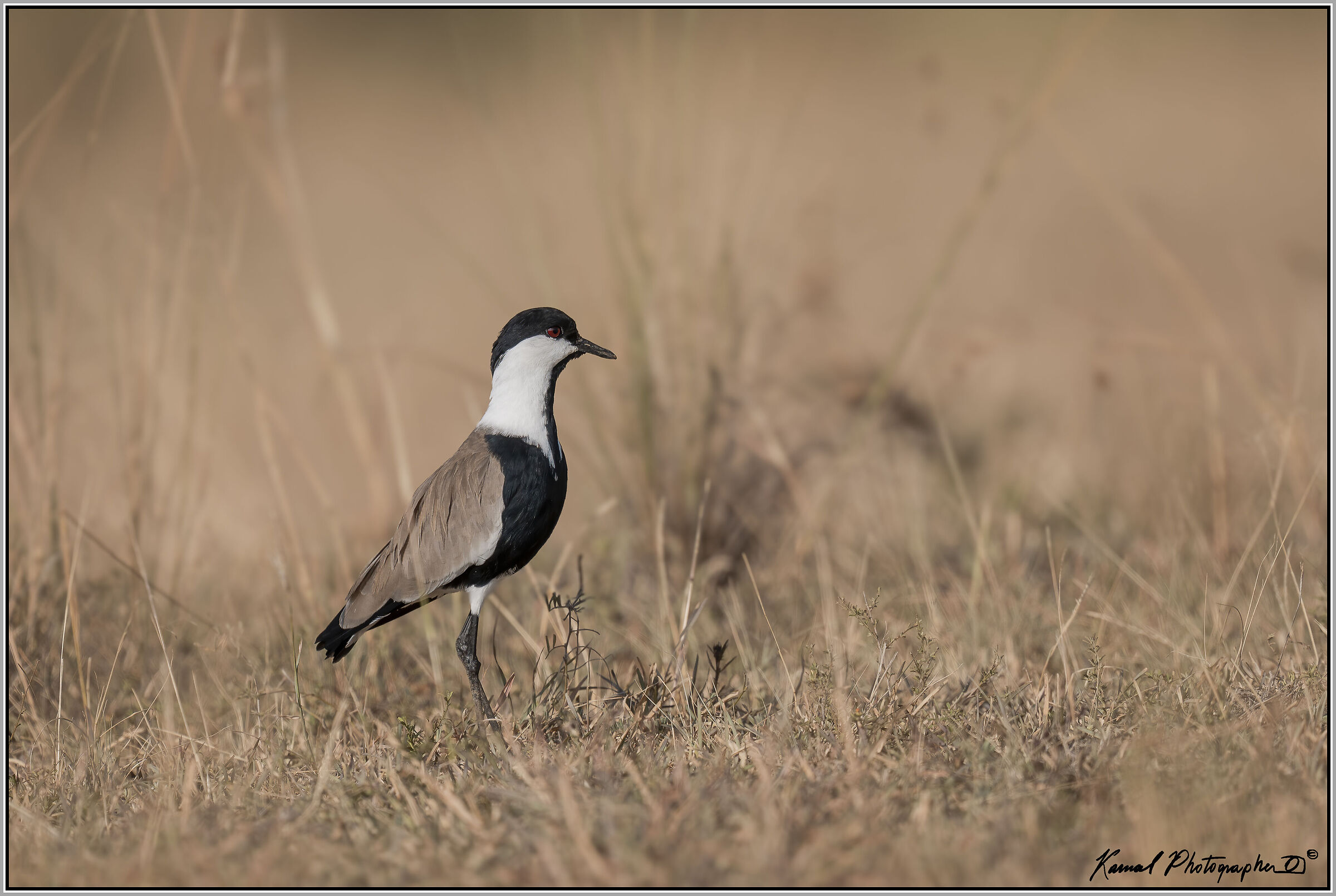 (Spiny lapwing)(Vanellus spinosus)