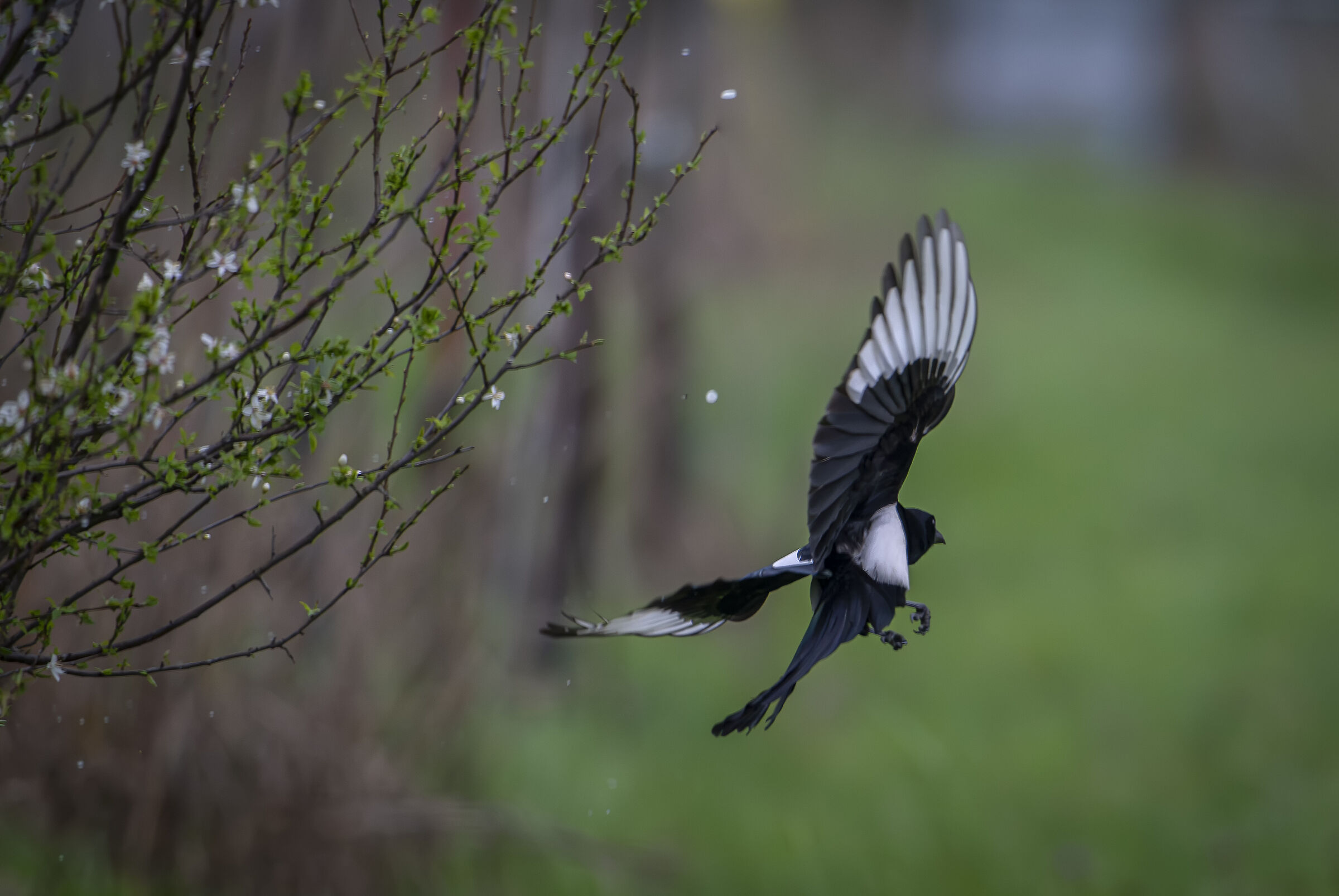 Magpie thief