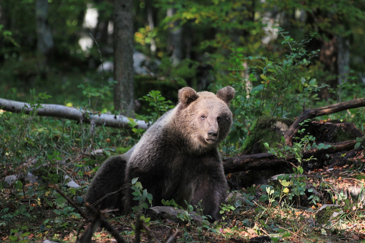 Un maschio di 150 chili.