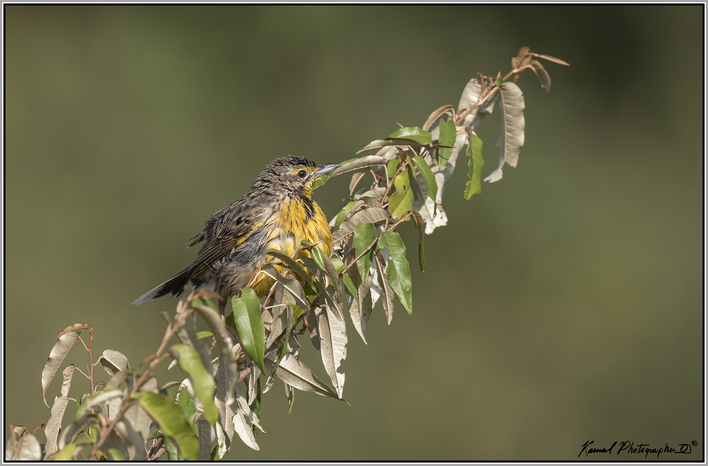 (Yellow-throated longclaw)