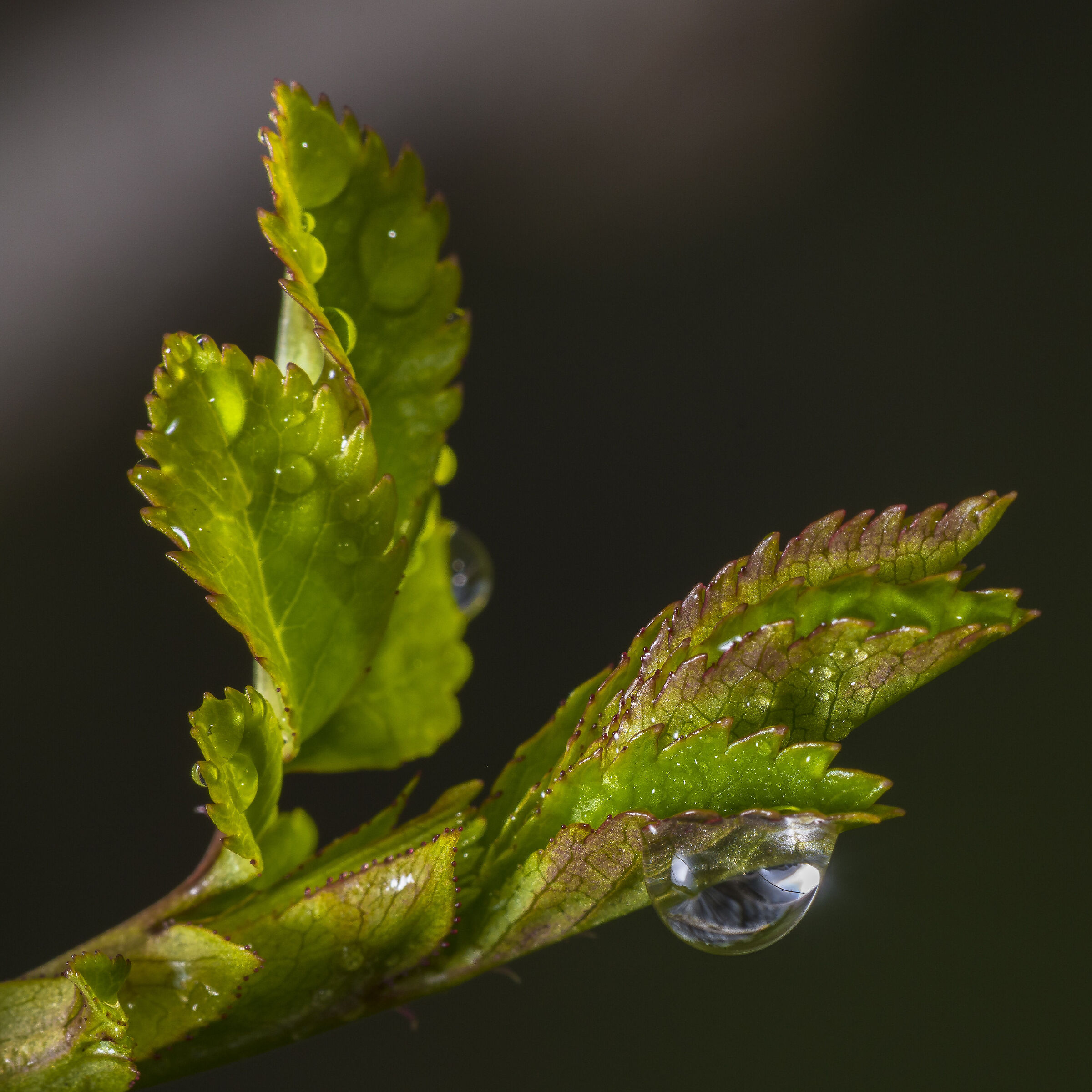 Playing with light I.