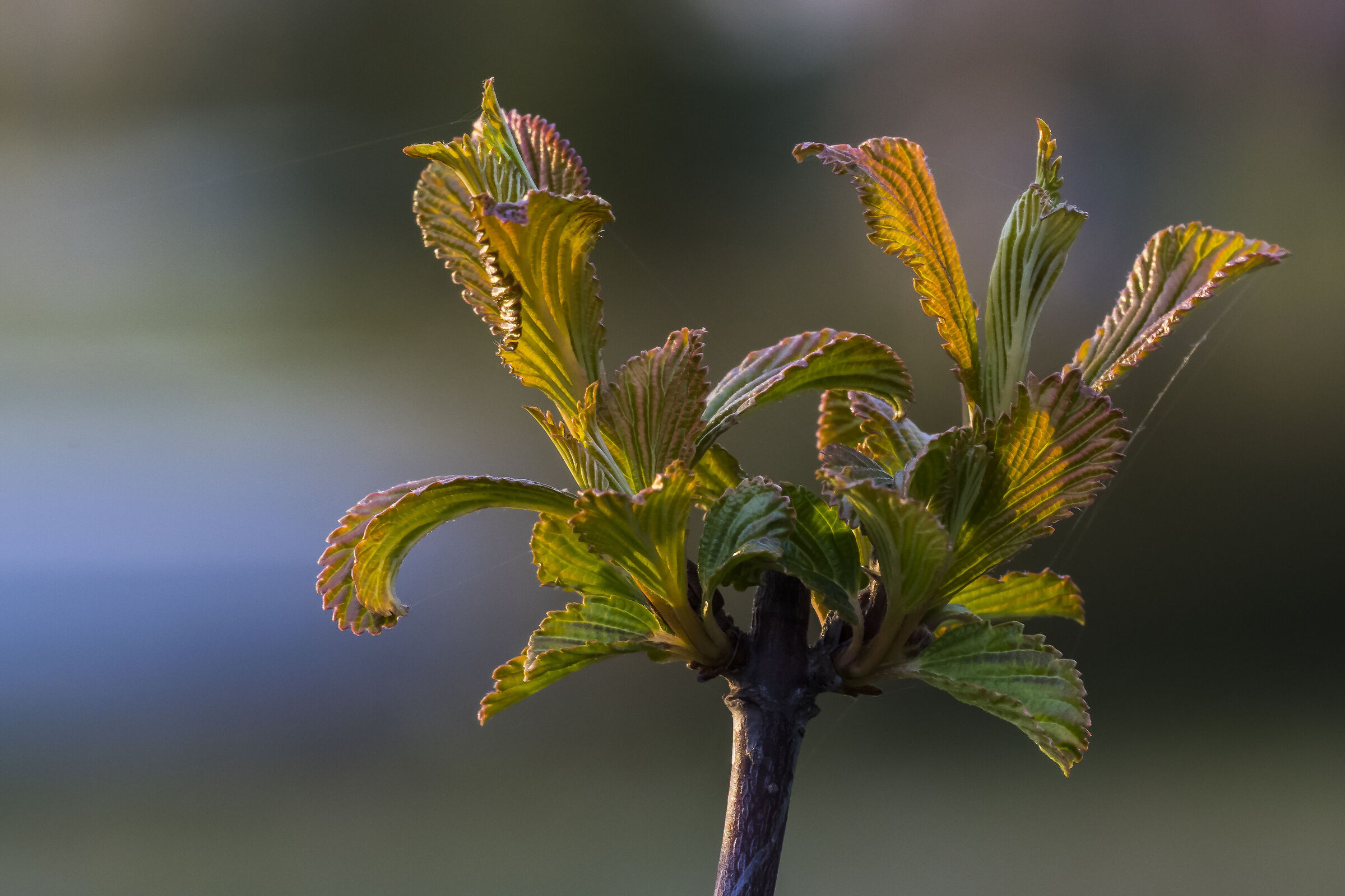 Playing with light II.