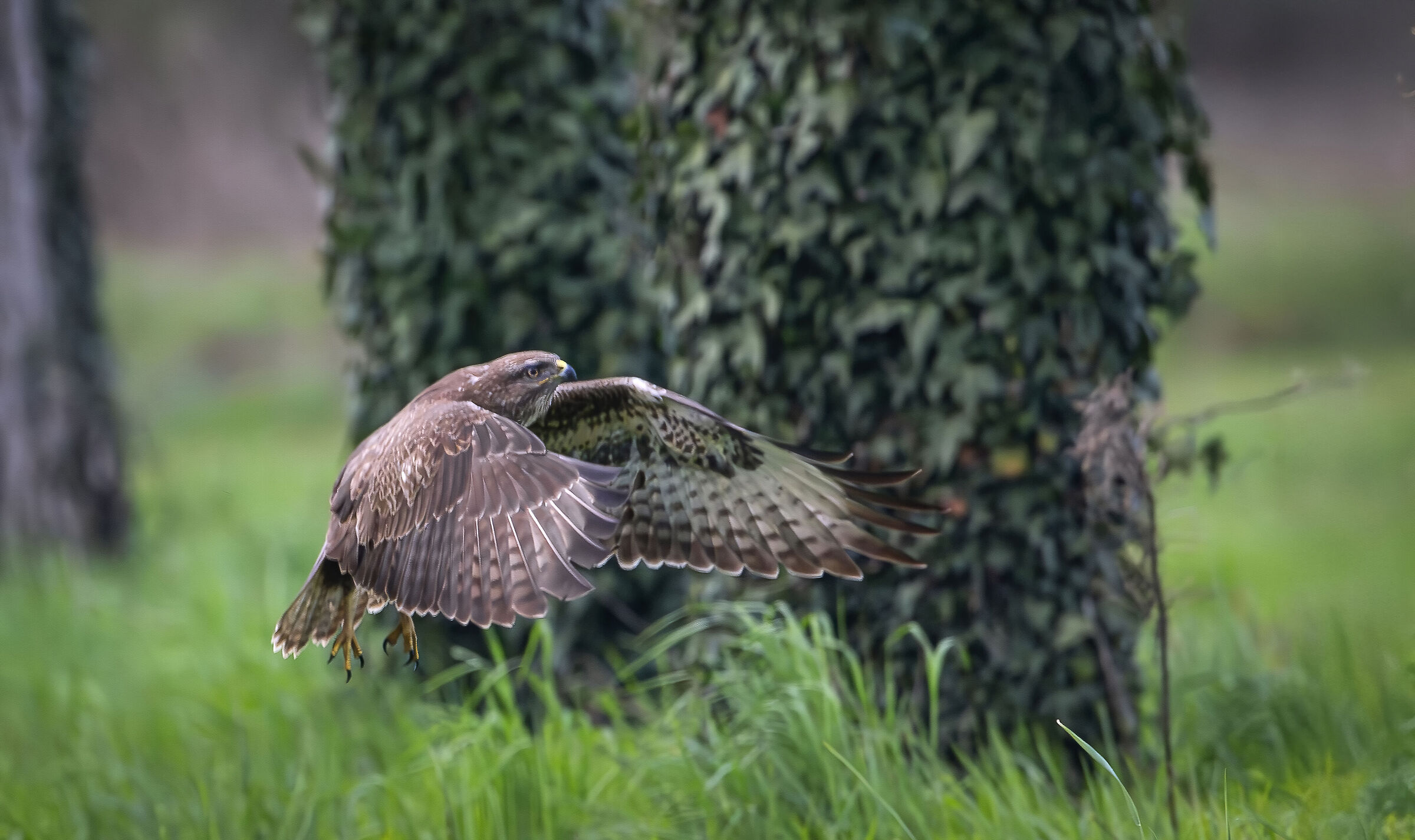 Buzzard