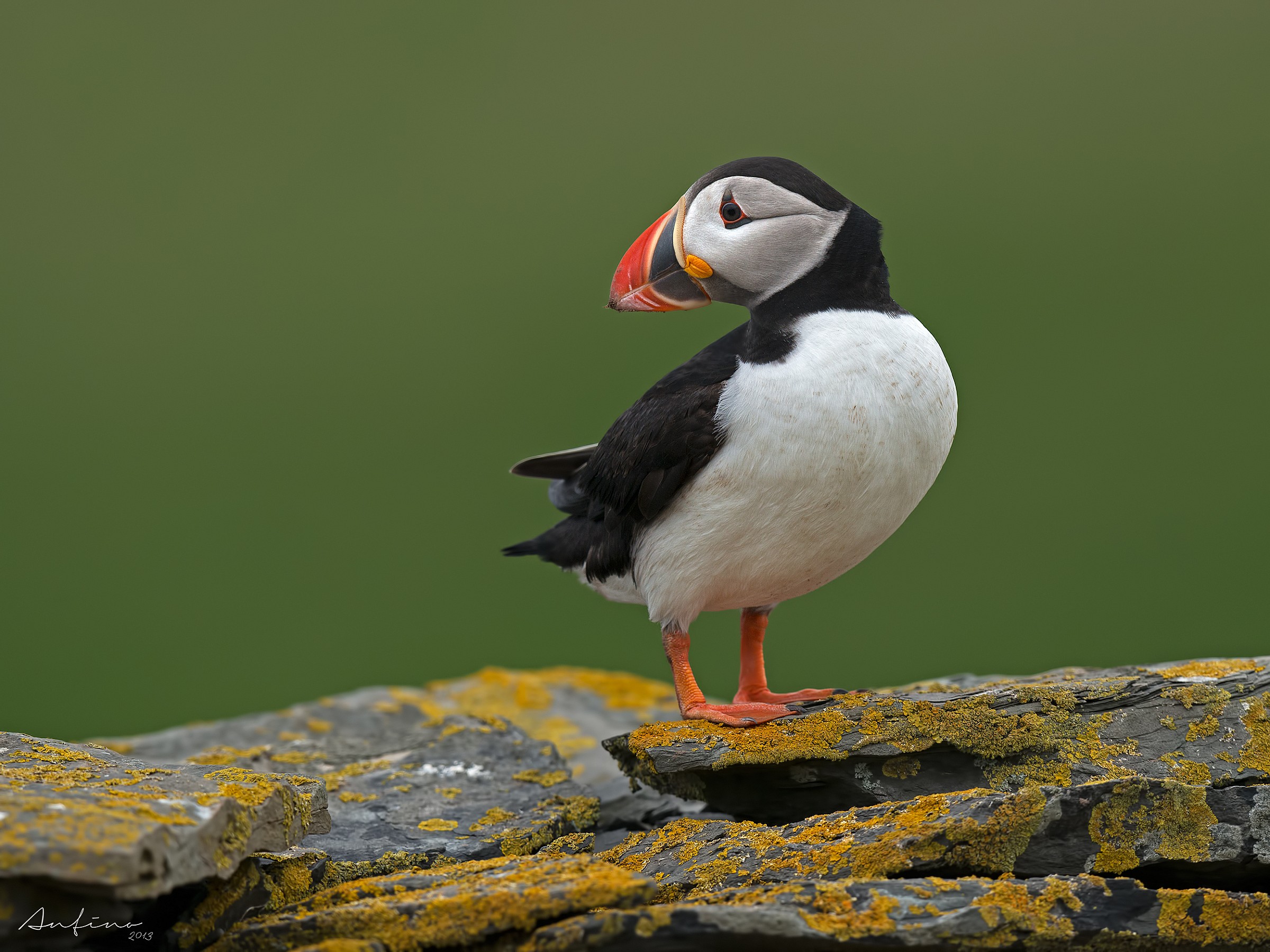 Puffin
