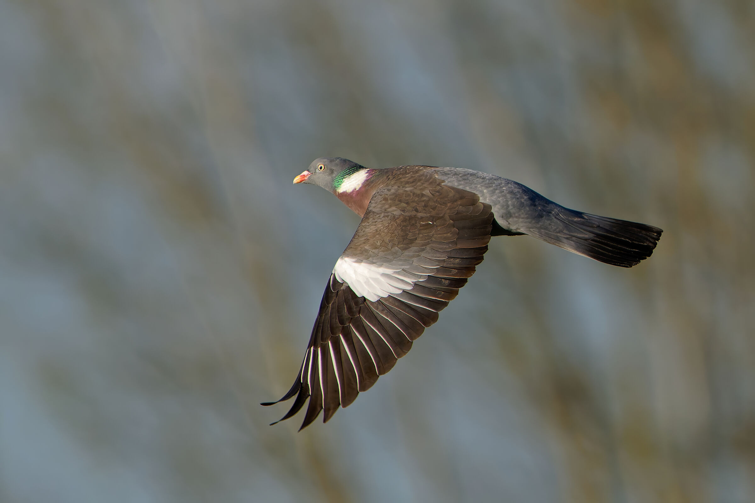 Wood pigeon (Columba palumbus)