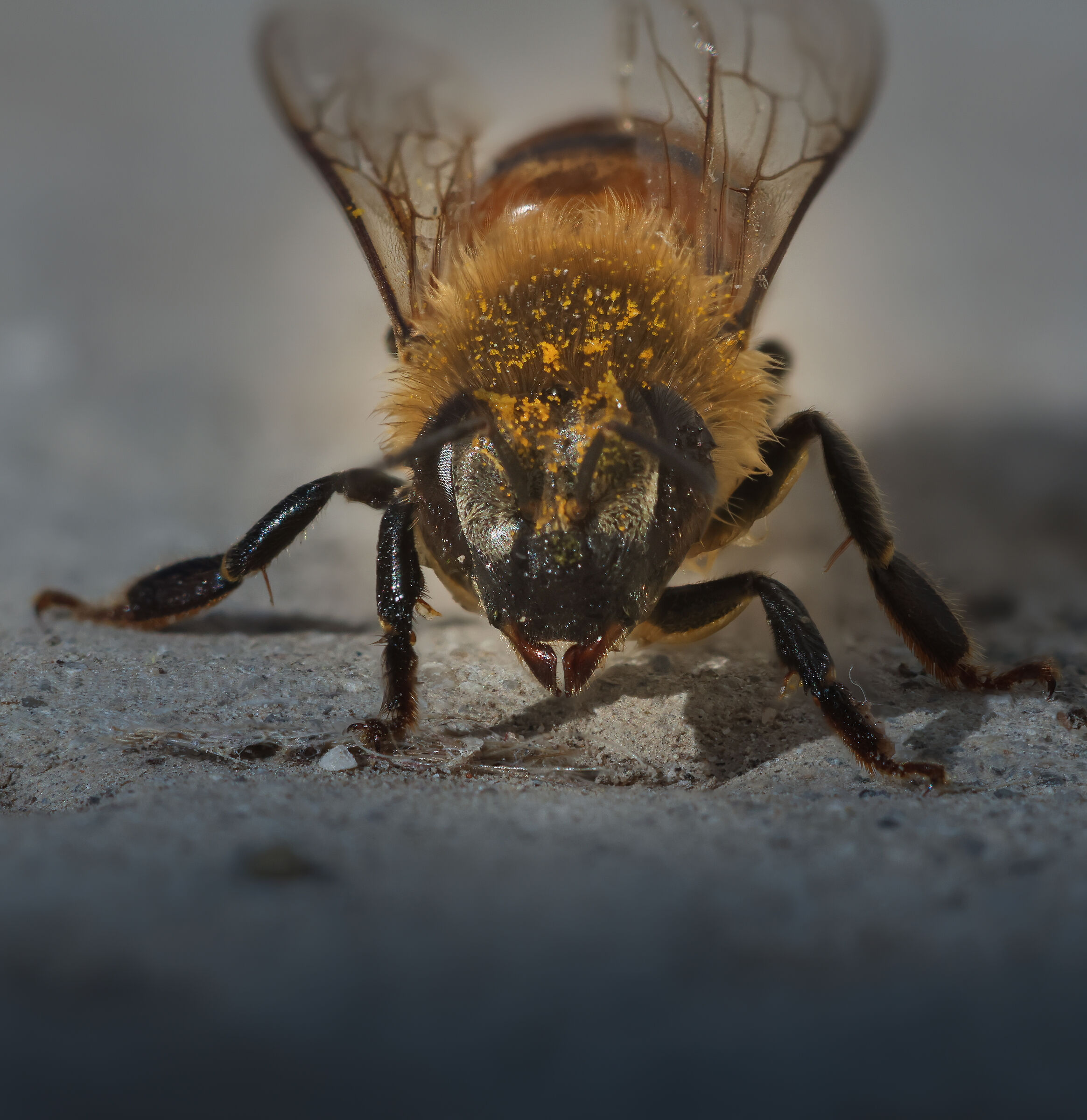 bee