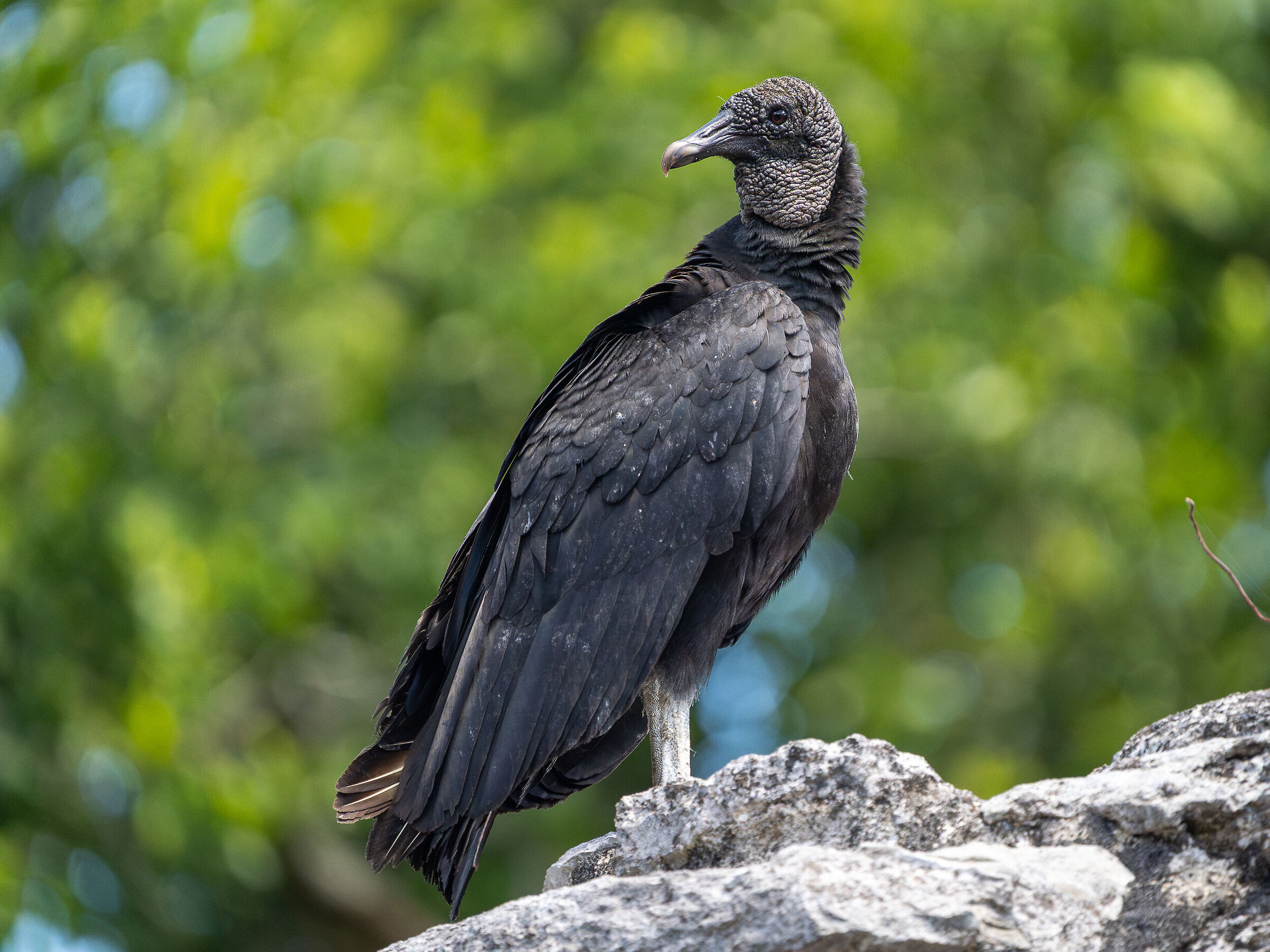 Black vulture (Coragyps atratus)