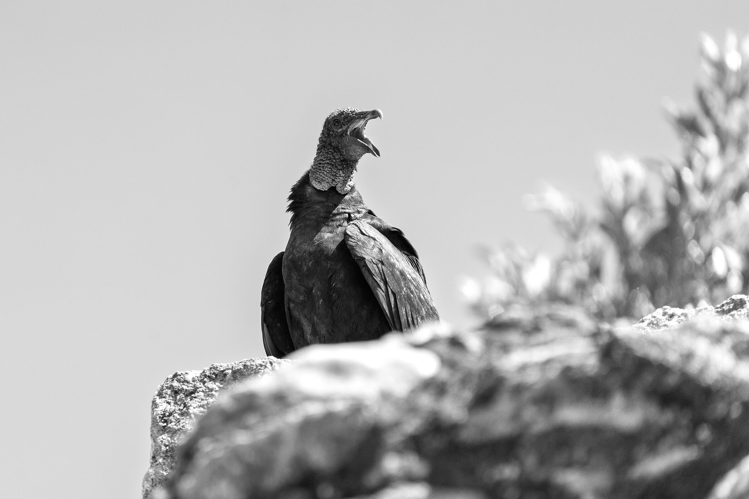 Black & white (Coragyps atratus)