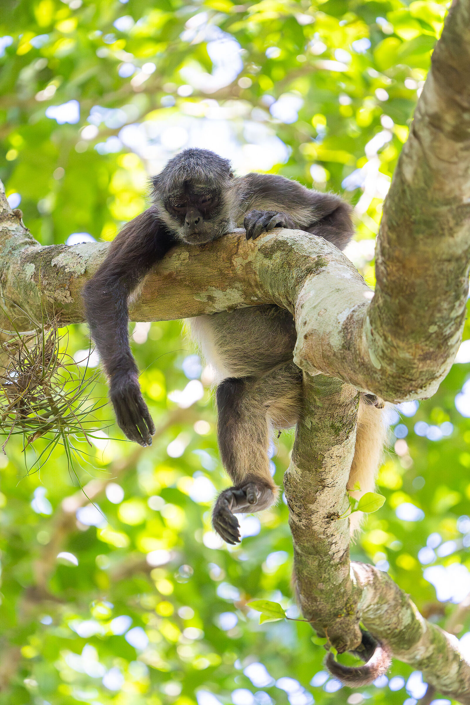 Mexican spider monkey