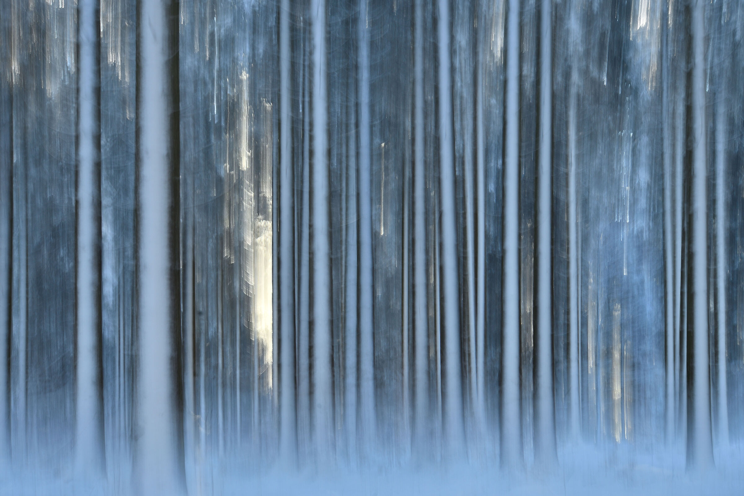 Winter forest