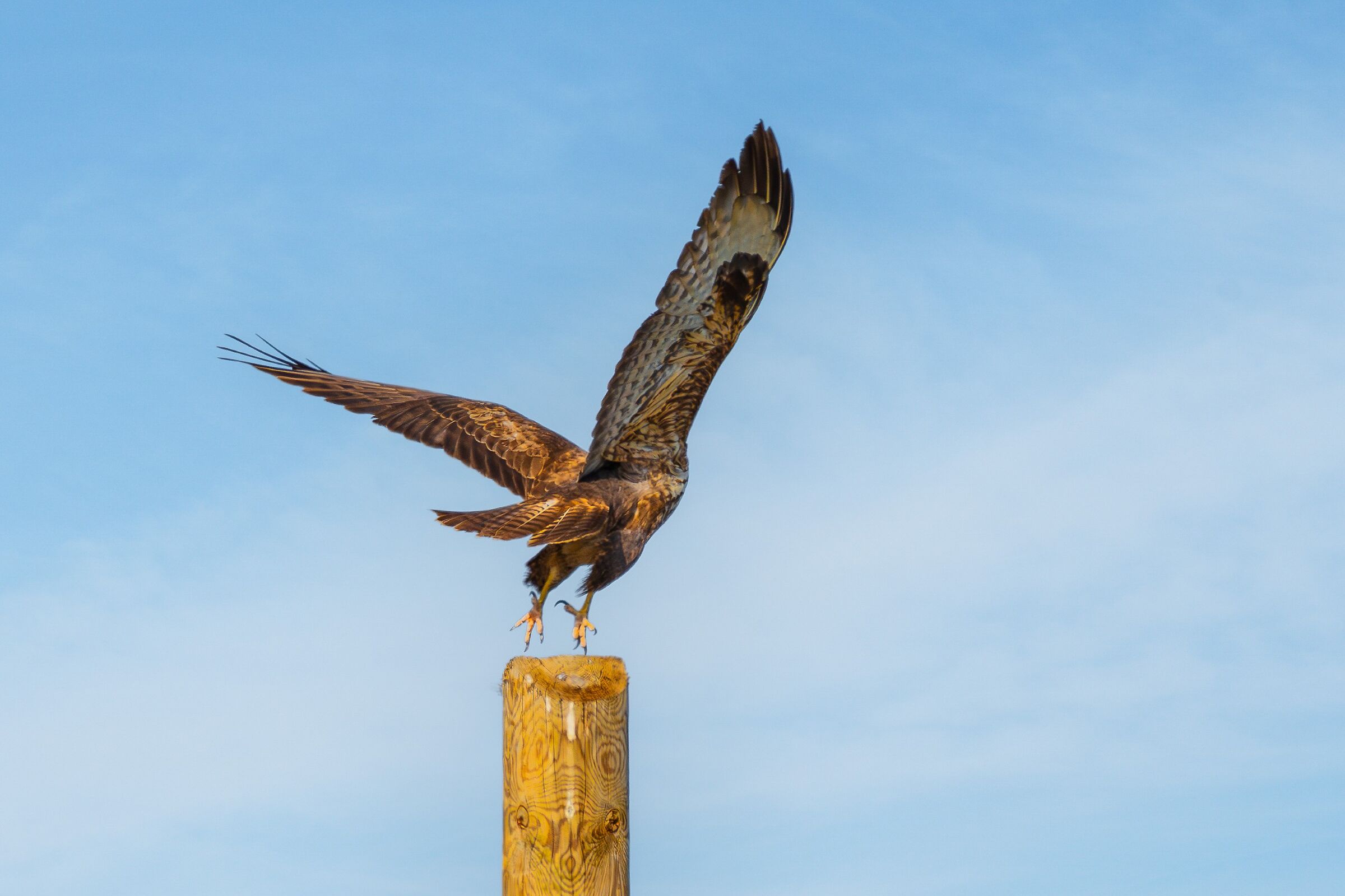 Il poderoso stacco della poiana