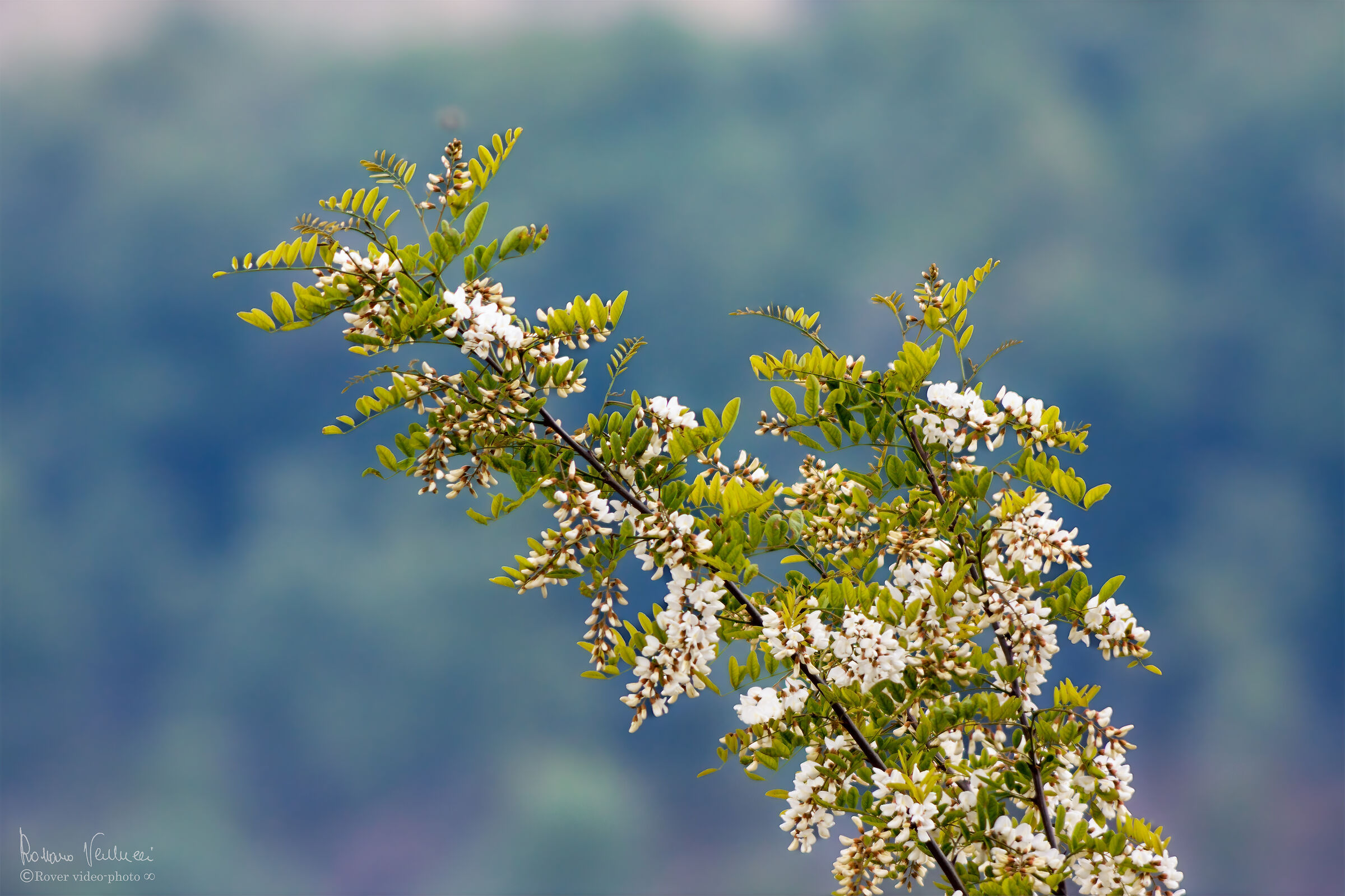 Aspettando le api...