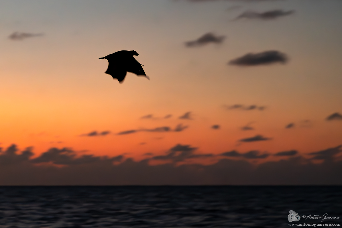 Flying Fox - Maldives