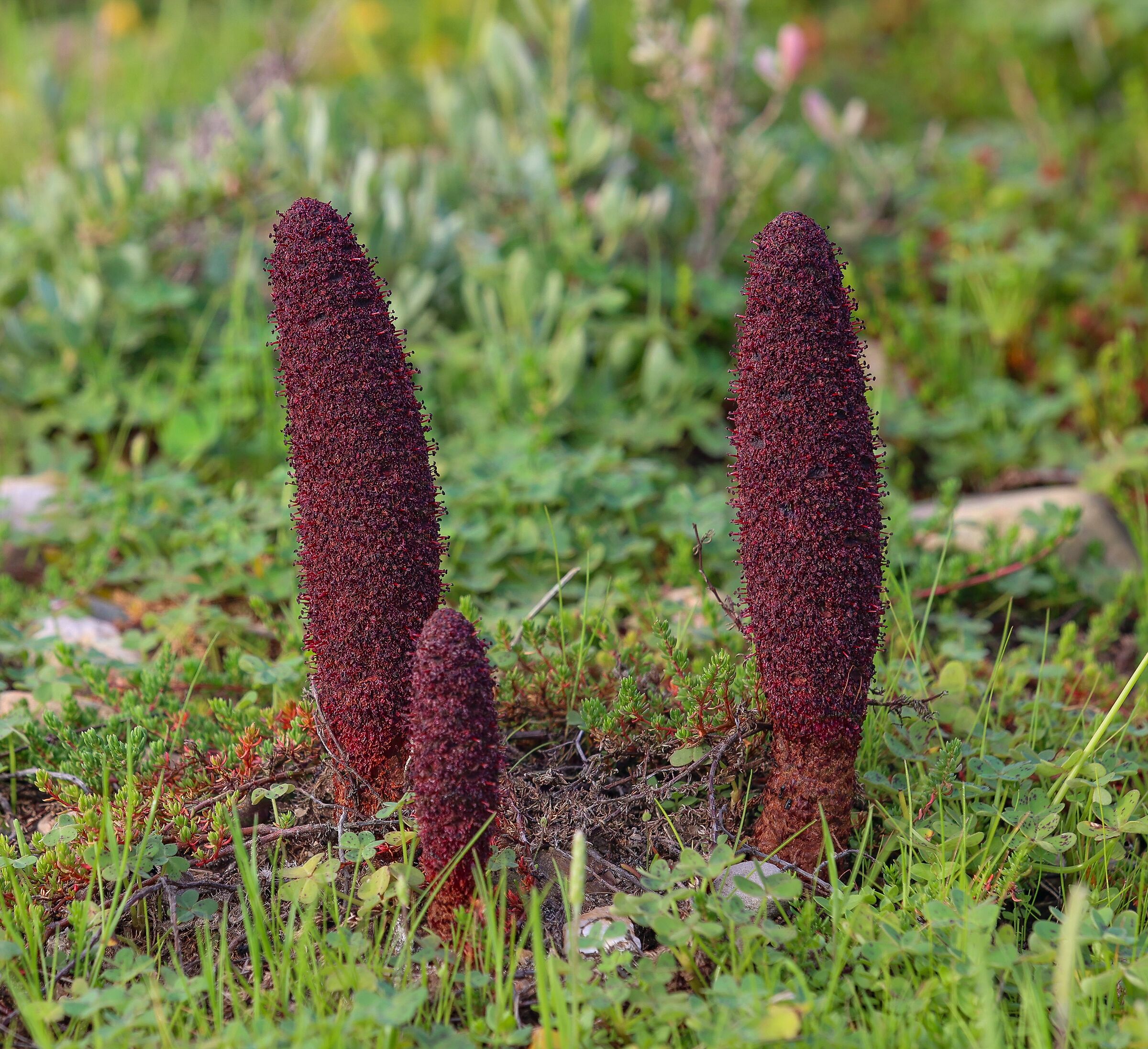 Mortar mushroom