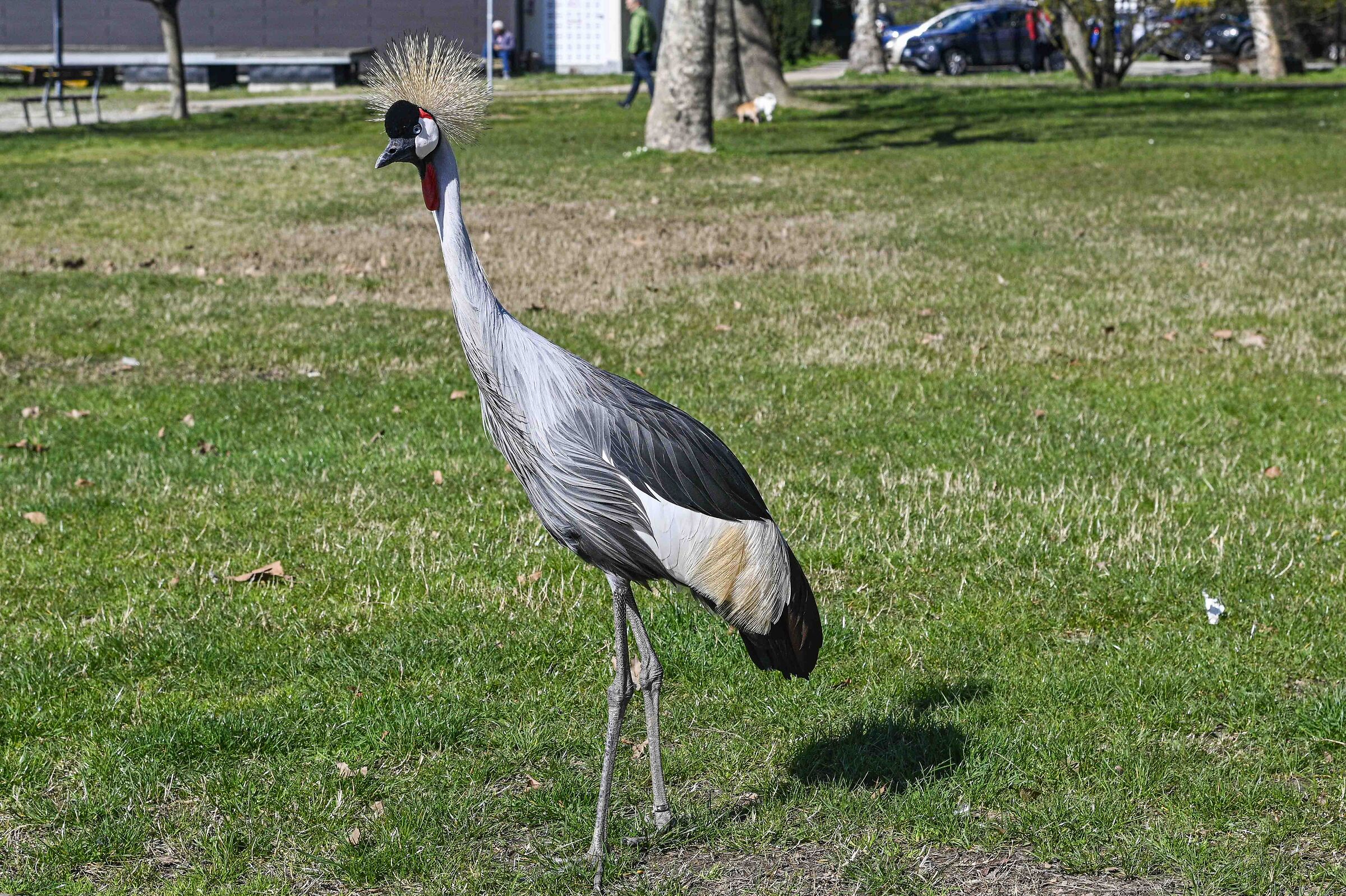 Crowned Crane in the middle of the greenery