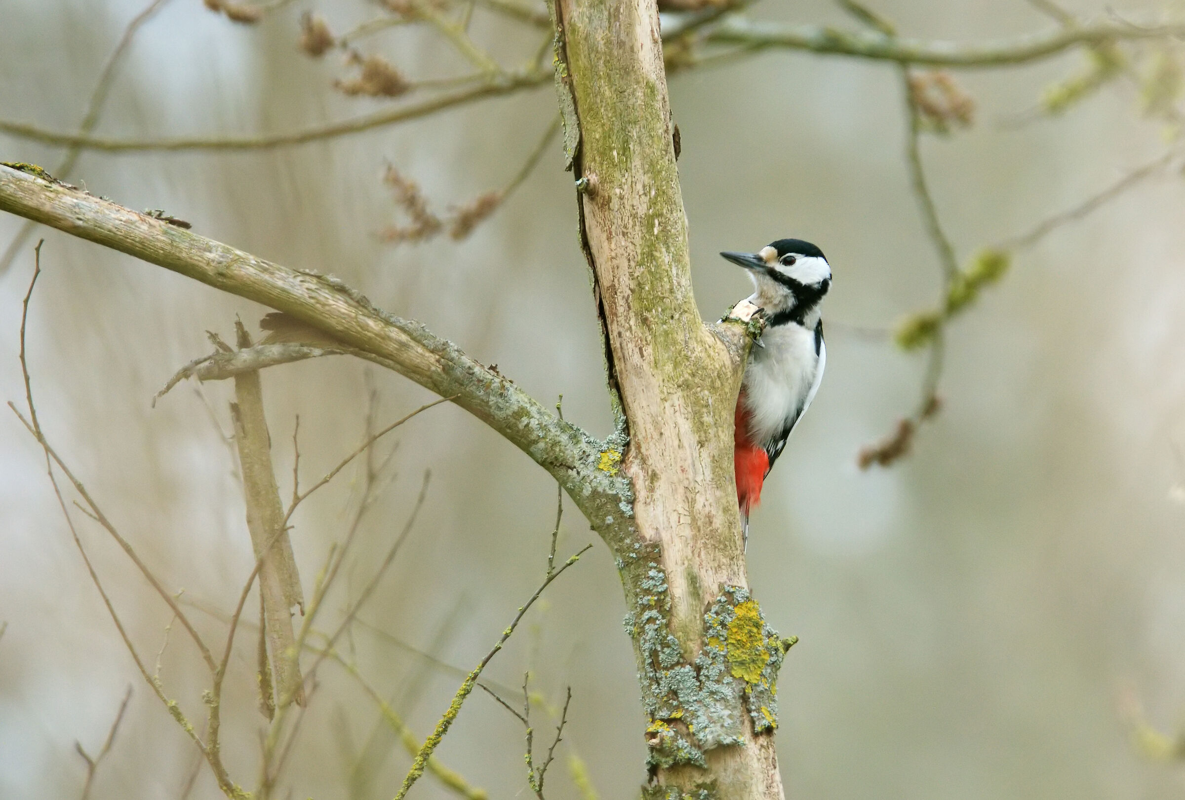 Great Spotted Woodpecker