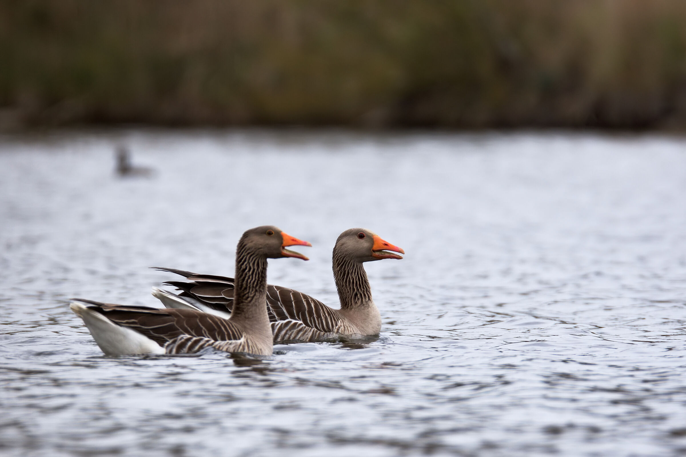 Wild geese