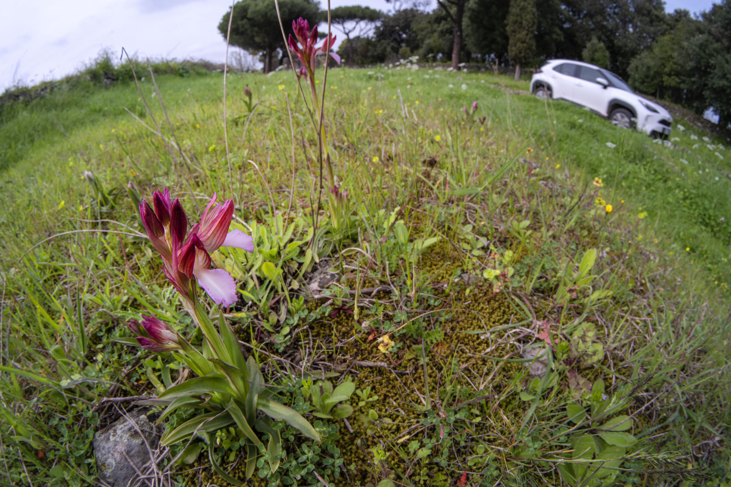 Anacamptis papilionacea