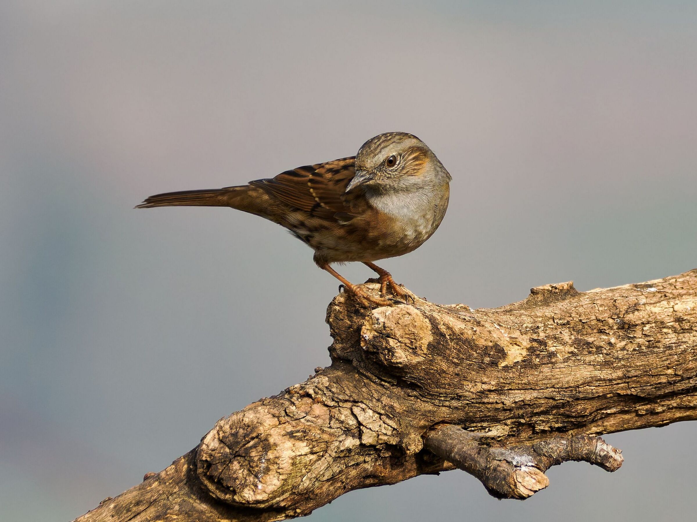 Dunnock