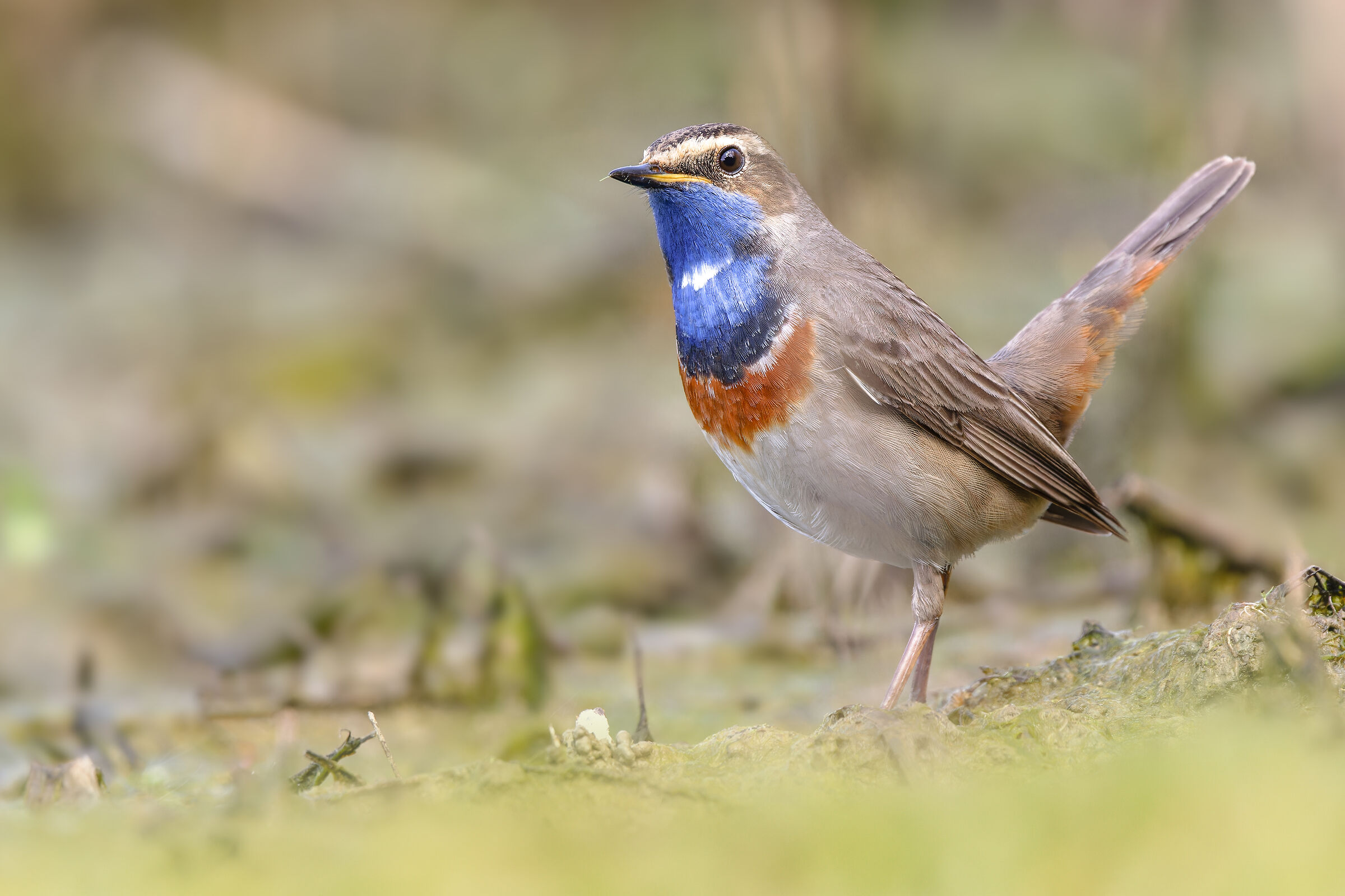Bluethroat | Luscinia svecica