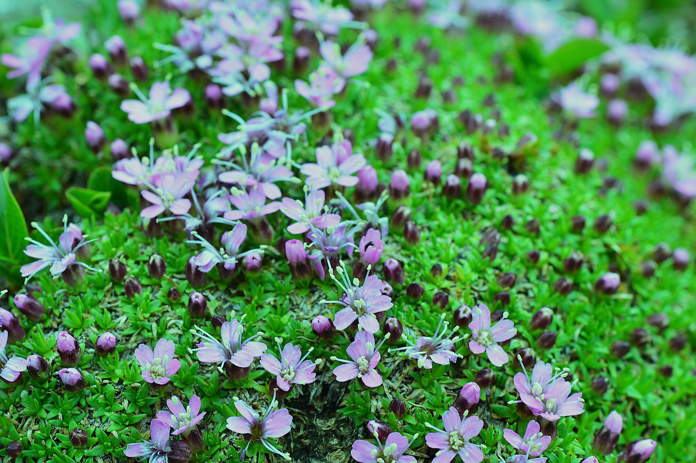 silene a cuscinetto