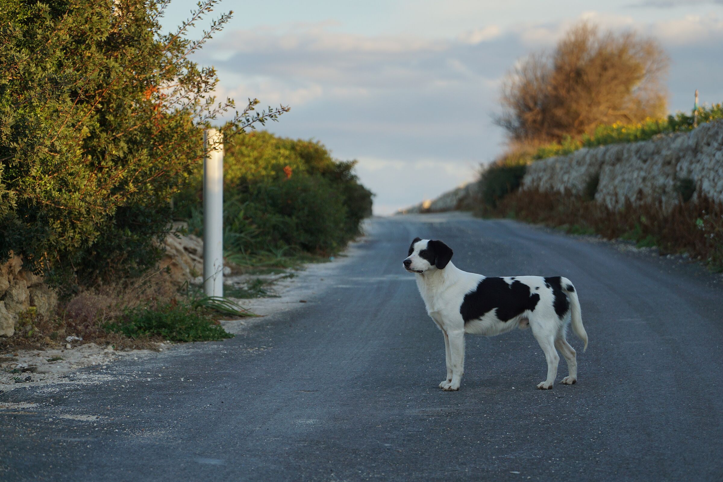 Guarding the path