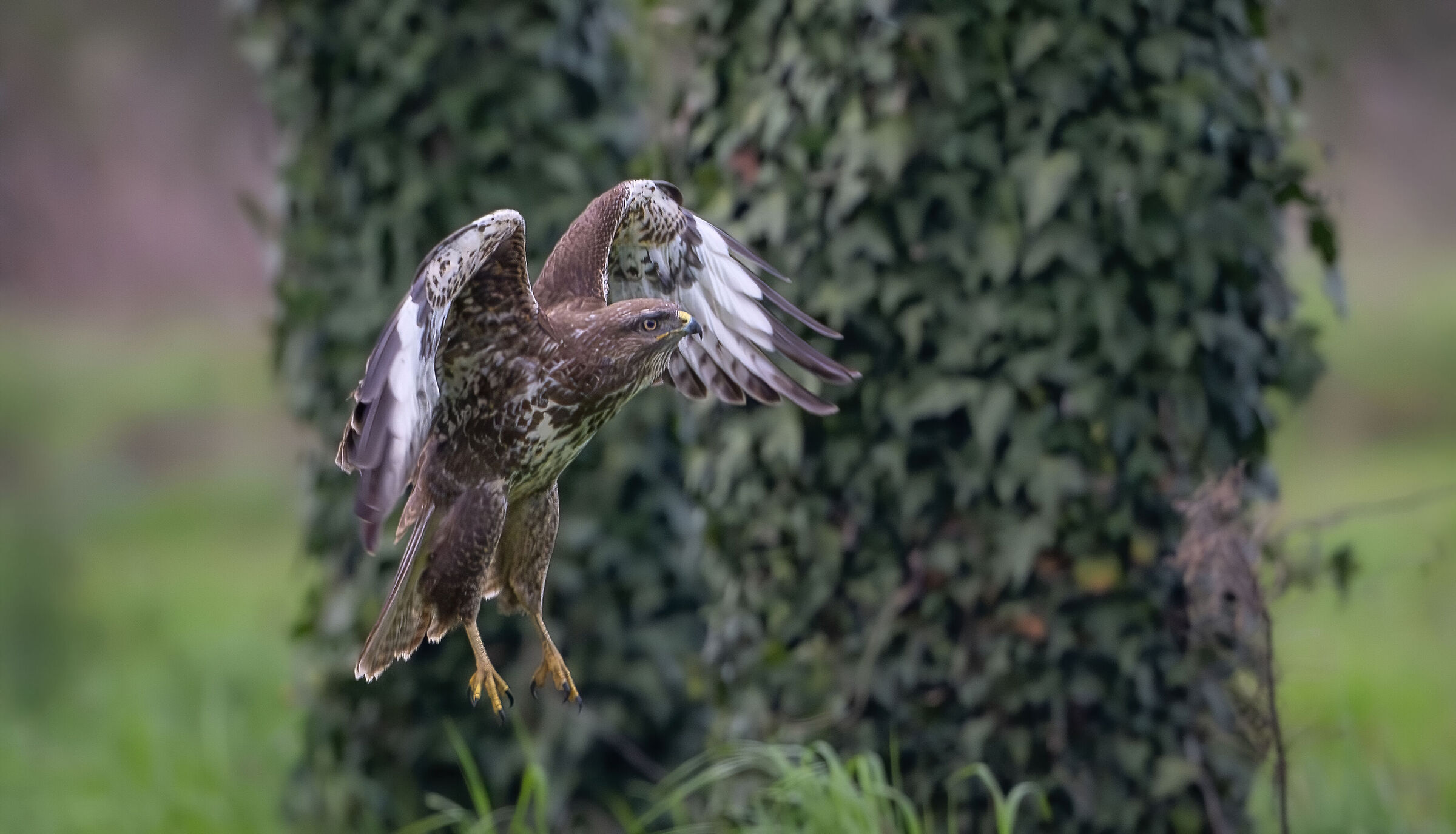 Buzzard