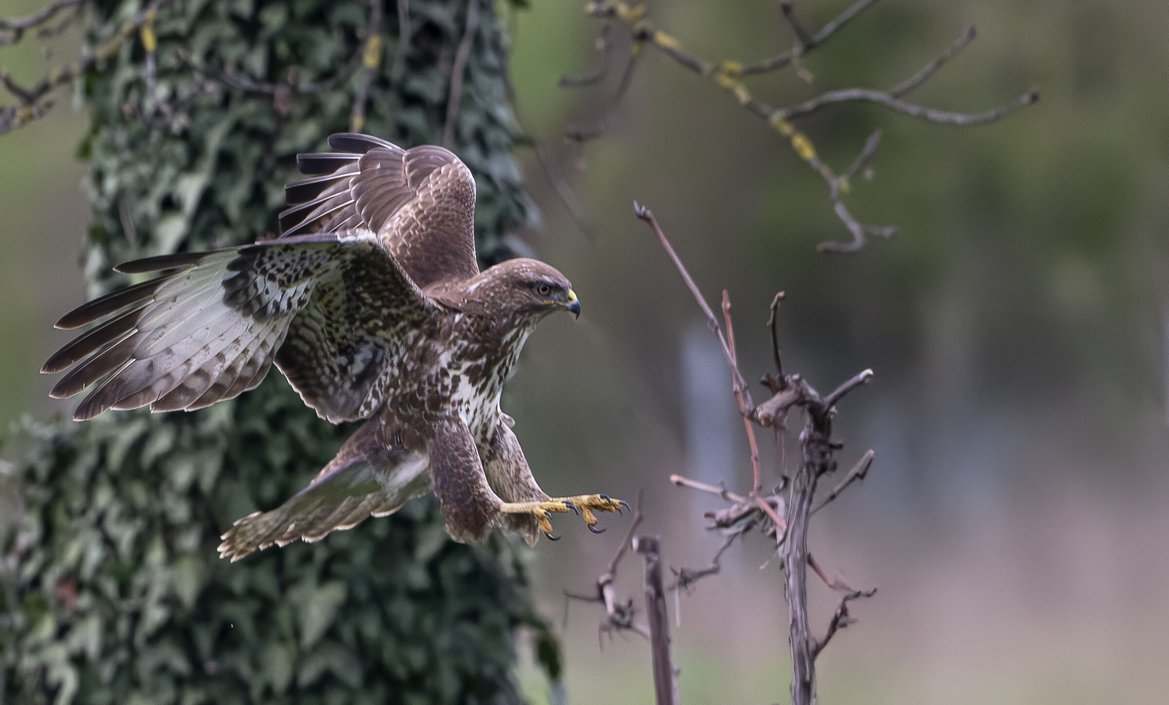 Buzzard