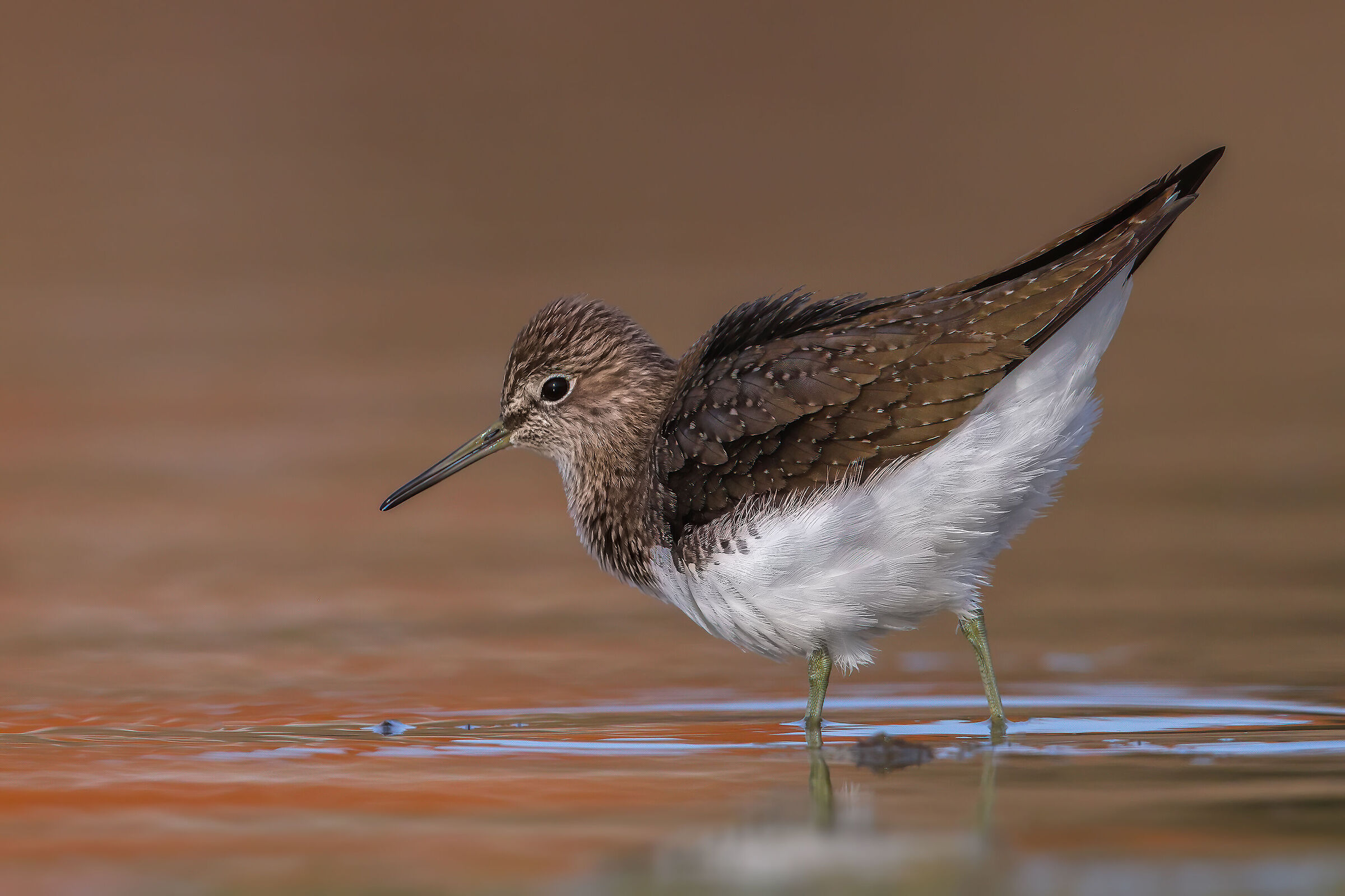 Wheatear Sandpiper