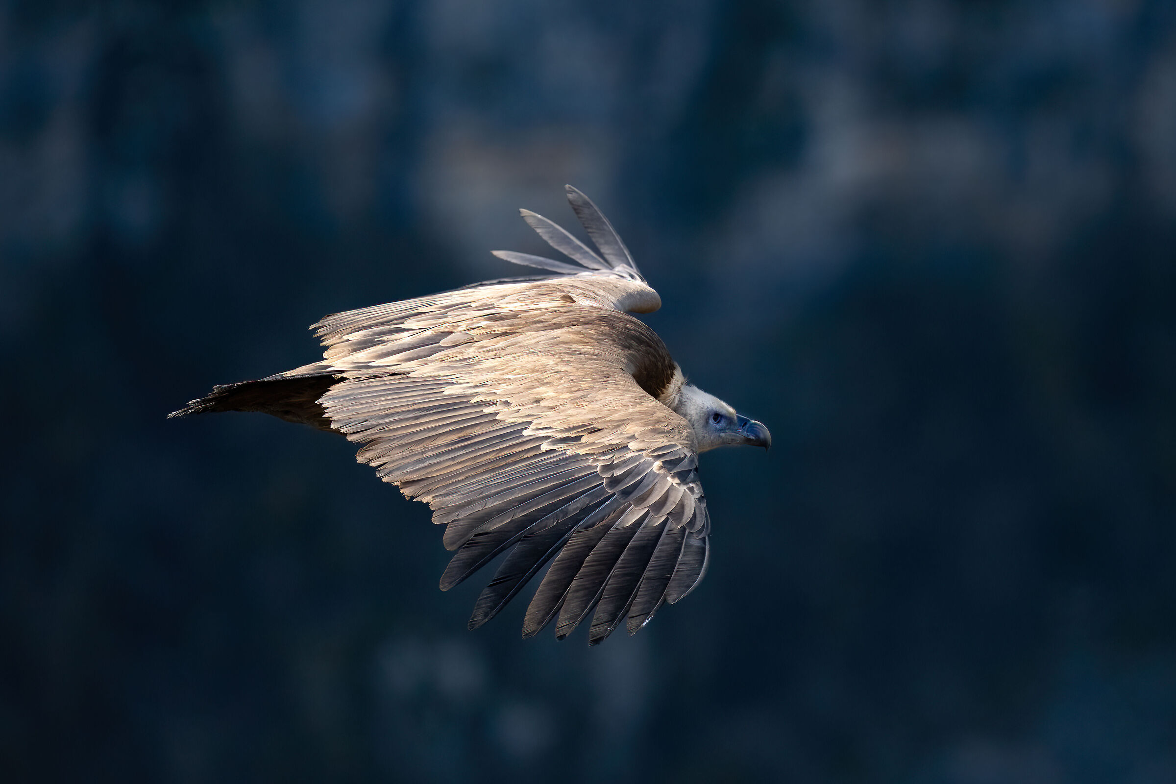 Griffin - Barronies Provencal