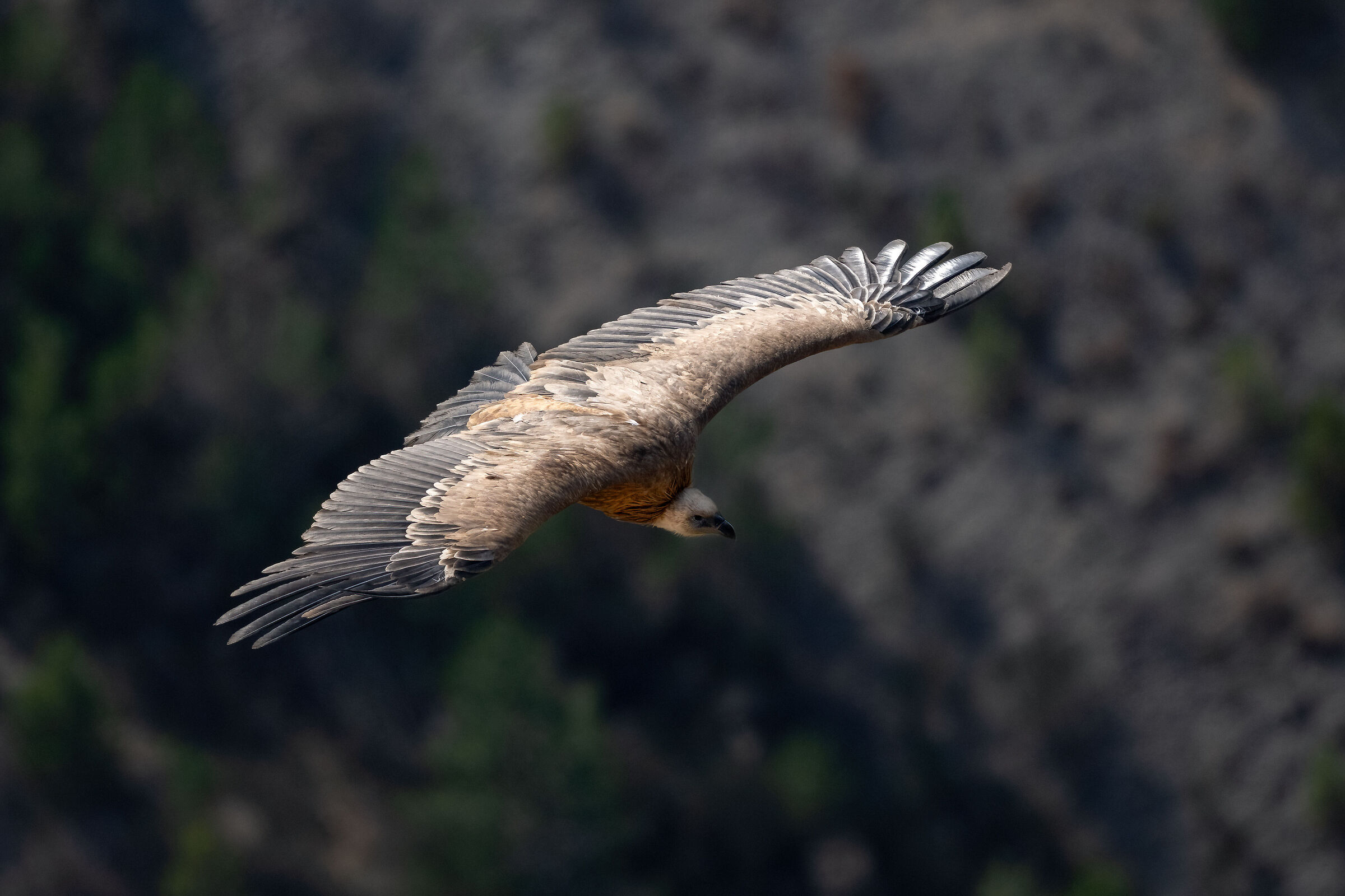 Griffin - Barronies Provencal