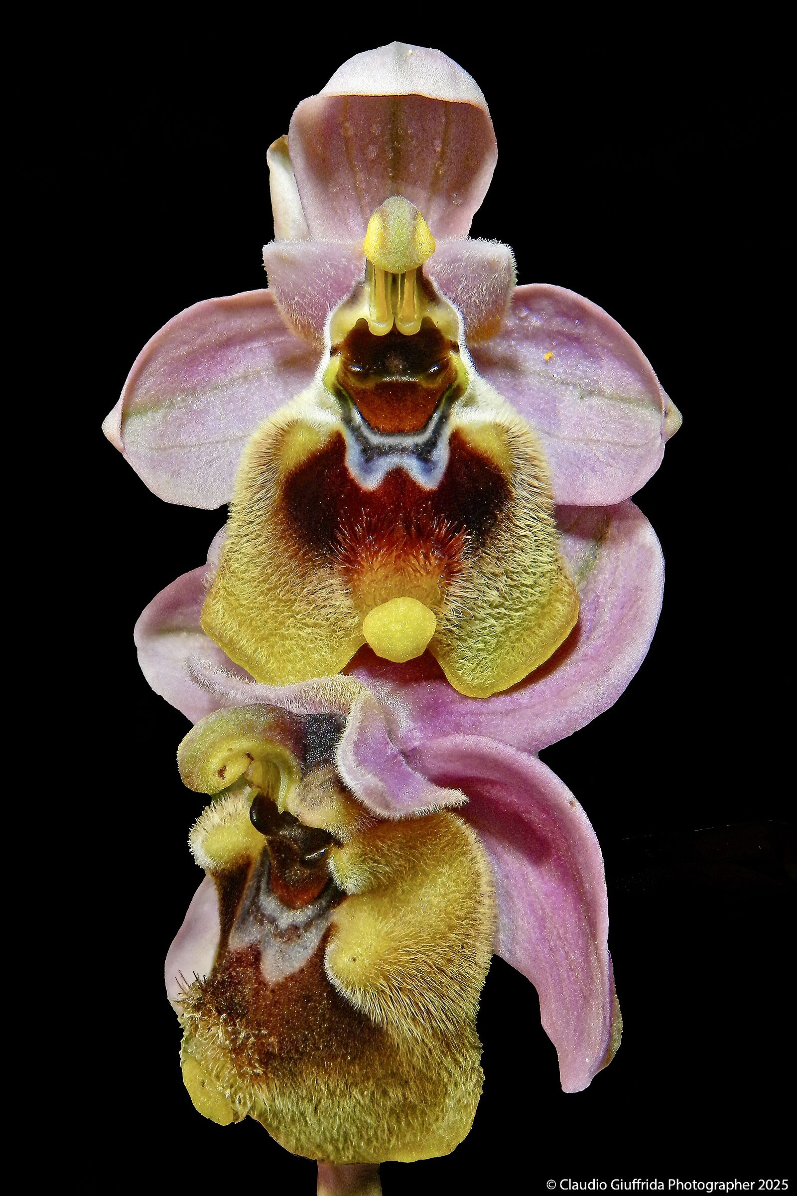 Ophrys tenthredinifera