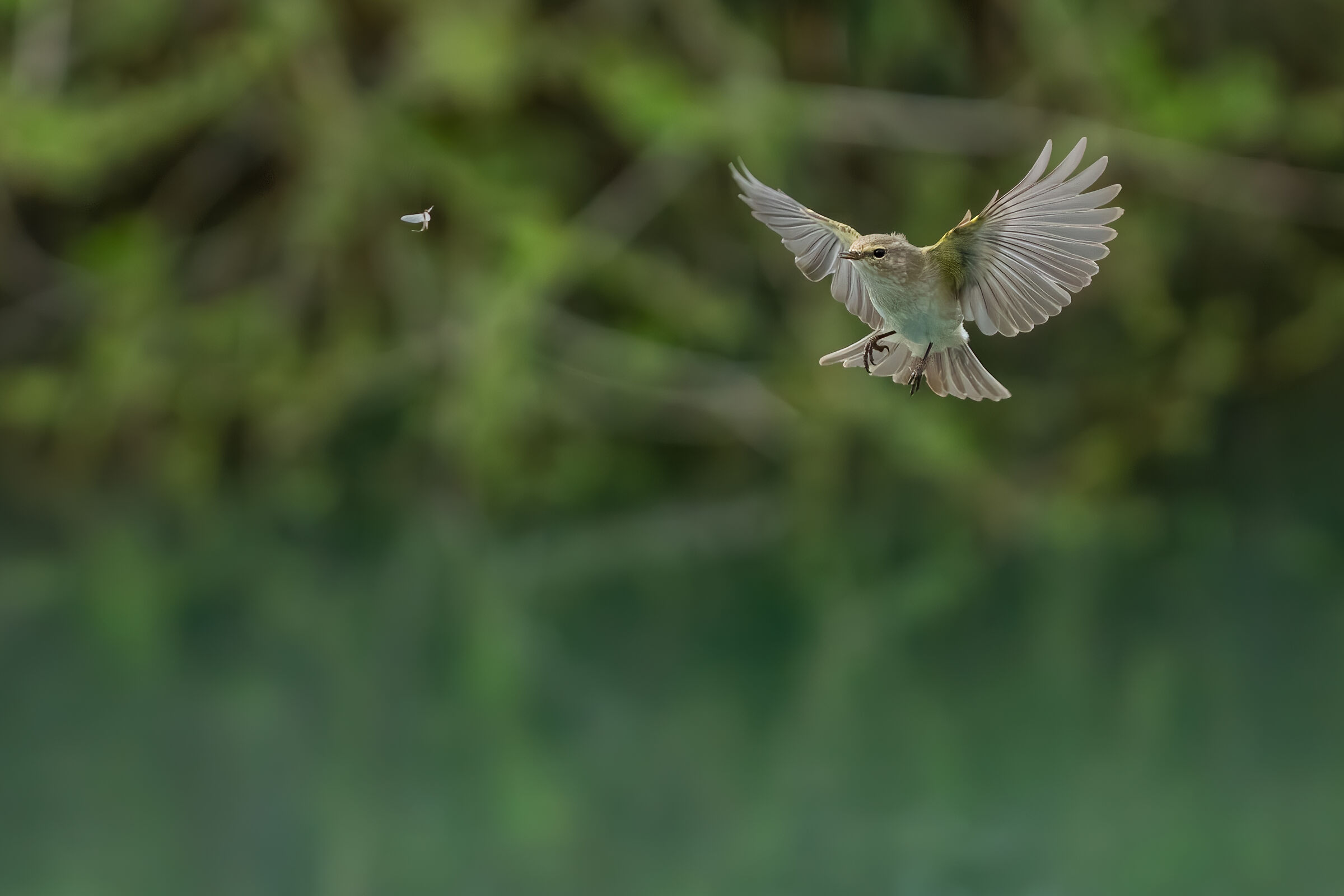 Luì piccolo, il pranzo è servito!