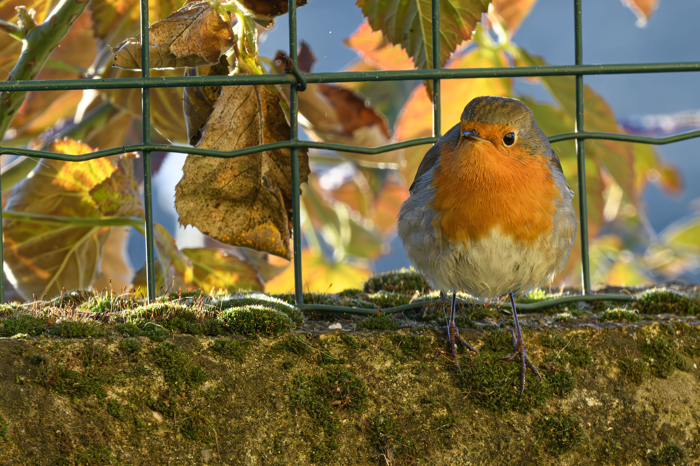 La primavera di Robin